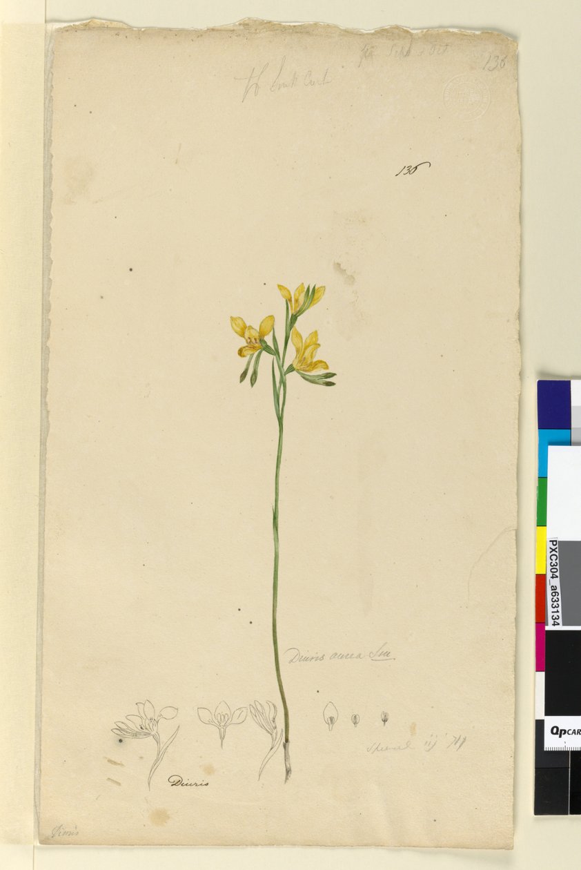 Sida 136. Diuris aurea, c.1803-06 (wc, penna, bläck och penna) av John William Lewin