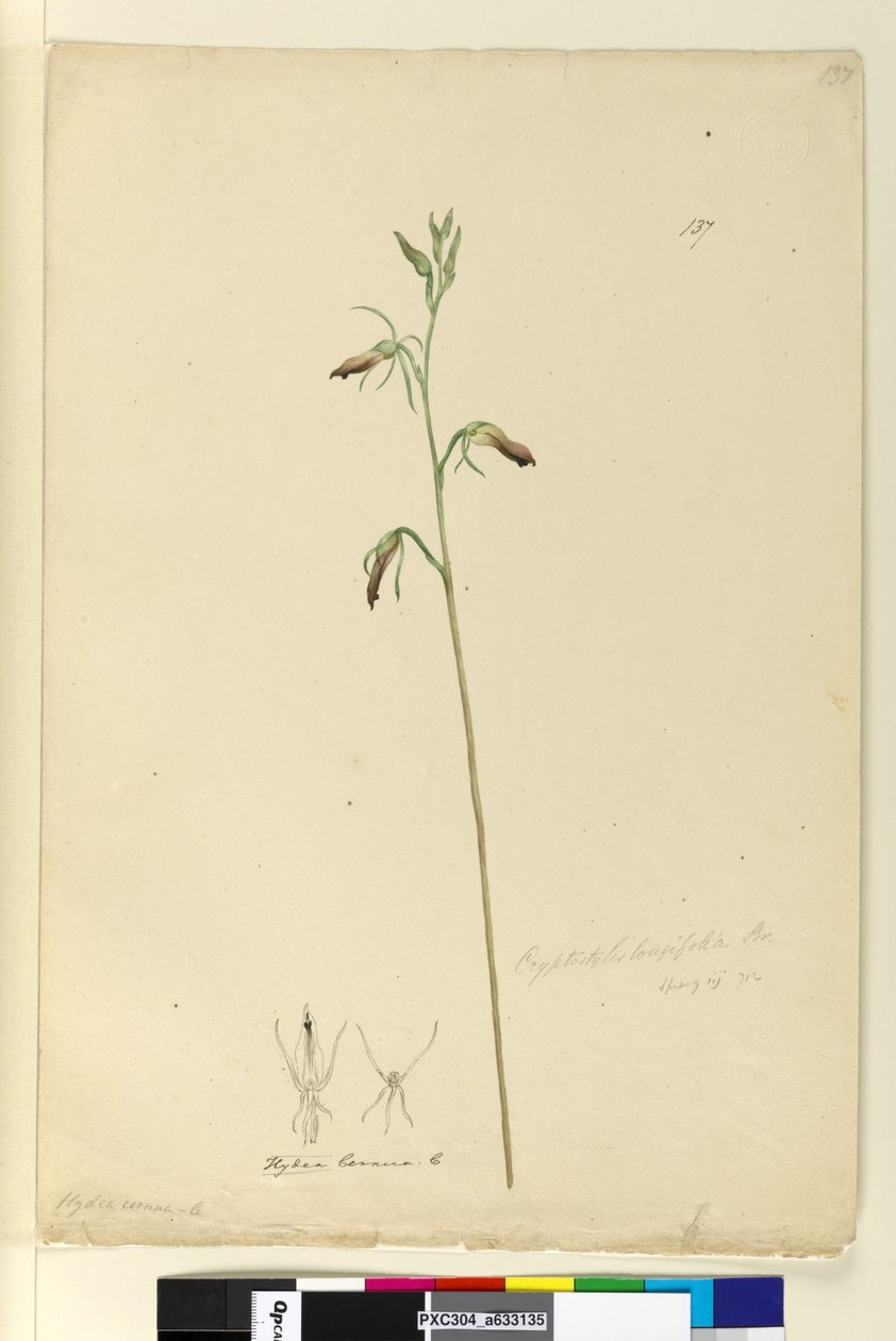 Sida 137. Cryptostylis longifolia, c.1803-06 (wc, penna, bläck och penna) av John William Lewin