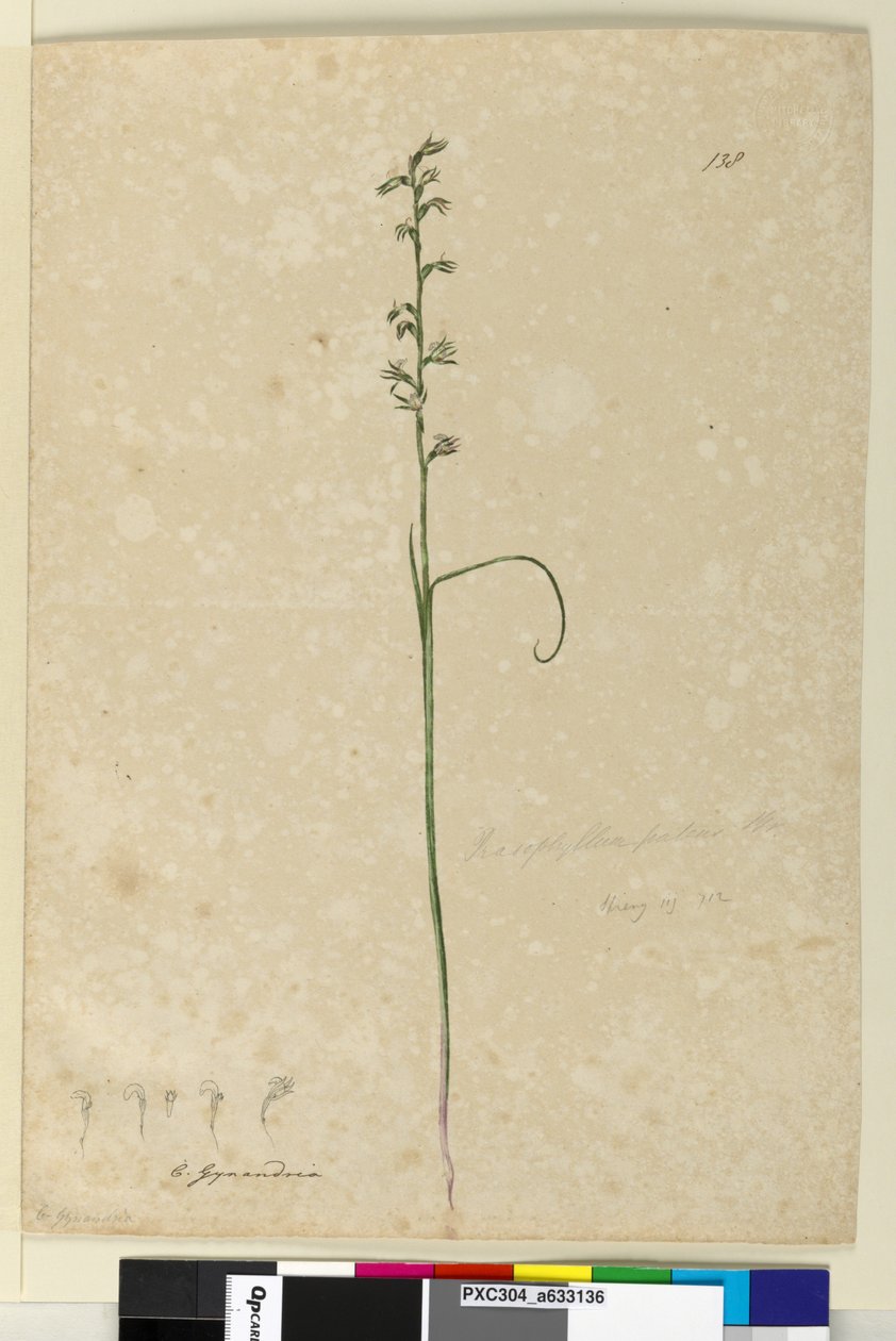 Sida 138. Prasophyllum patens, c.1803-06 (wc, penna, bläck och penna) av John William Lewin