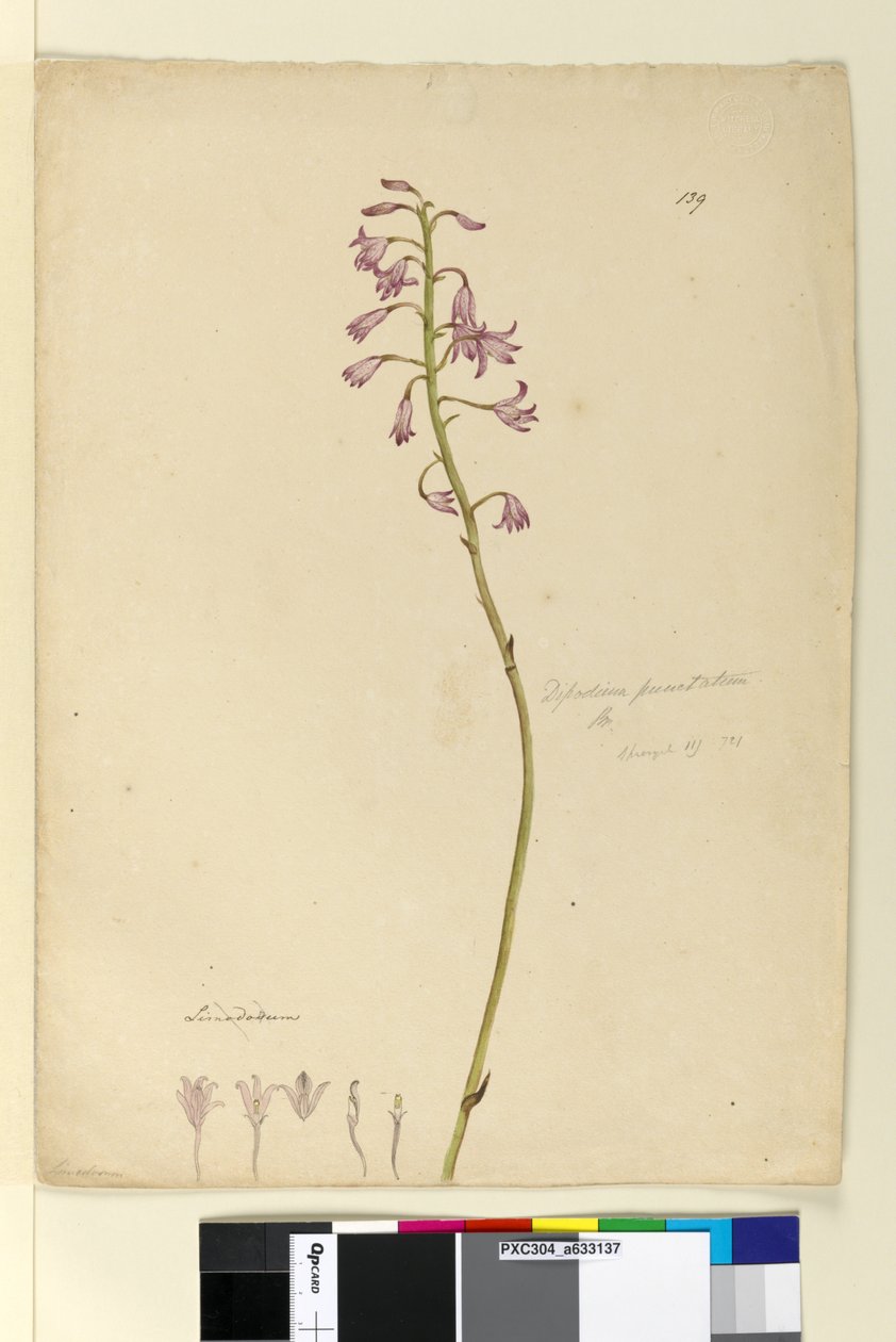 Sida 139. Dipodium punctatum, c.1803-06 (wc, penna, bläck och penna) av John William Lewin