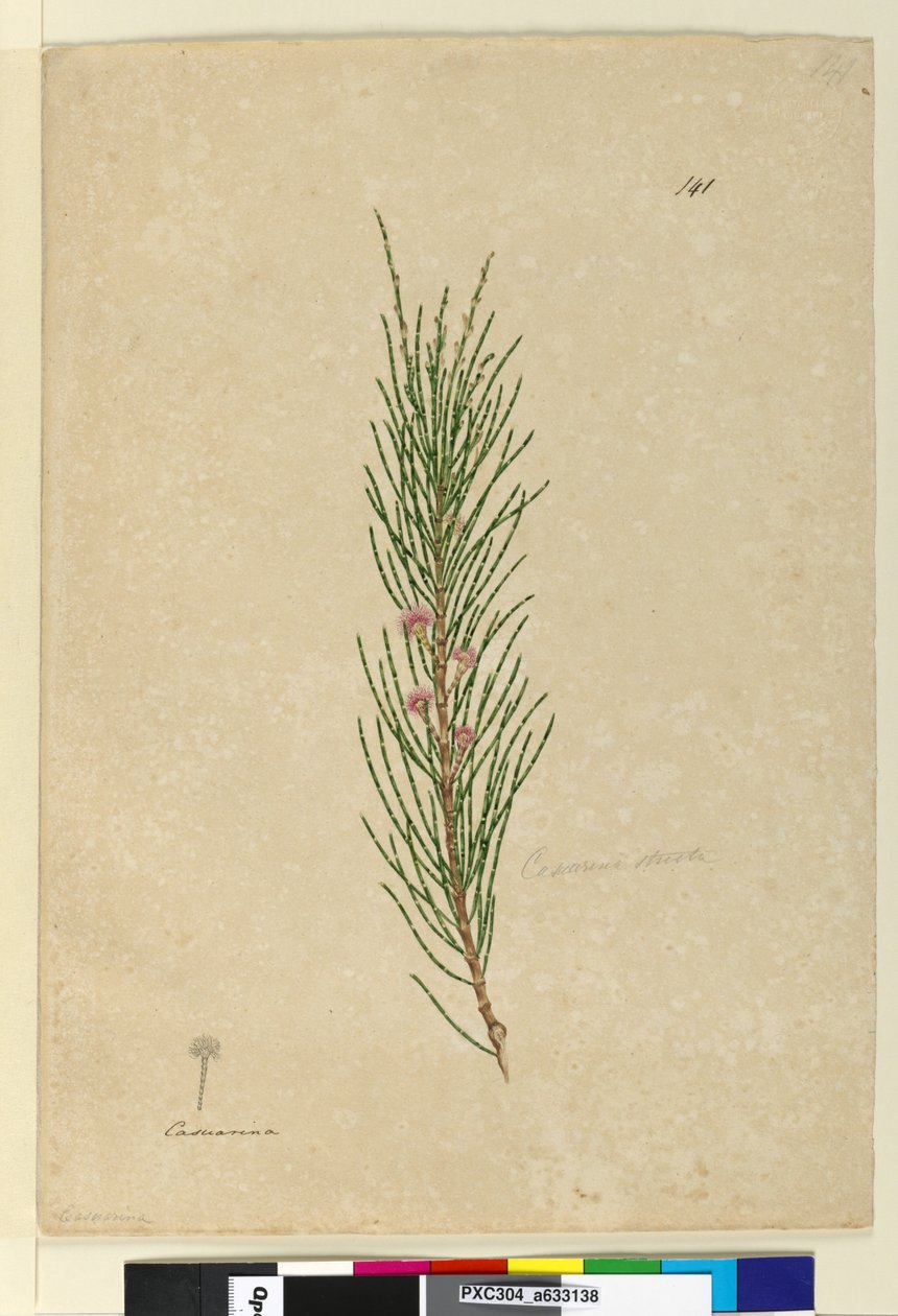 Sida 141. Casuarina strictaAllocasuarina verticillata, c.1803-06 (wc, penna, bläck och penna) av John William Lewin