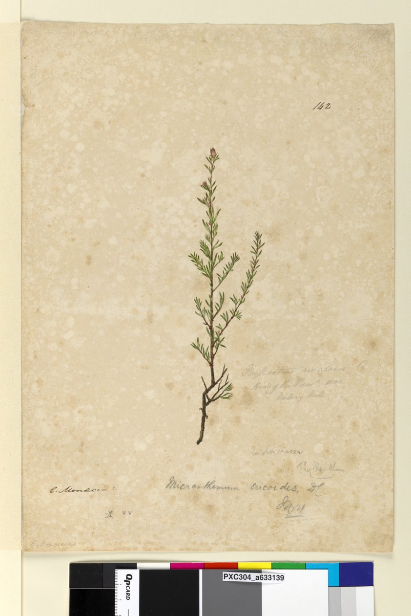 Sida 142. Phyllanthus rivularis, c.1803-06 (wc, penna, bläck och penna) av John William Lewin