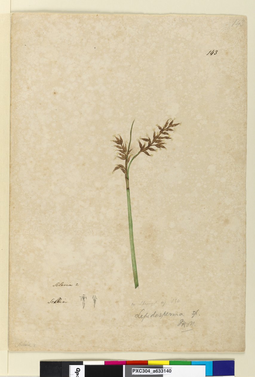 Sida 143. Lepidosperma, c.1803-06 (wc, penna, bläck och penna) av John William Lewin