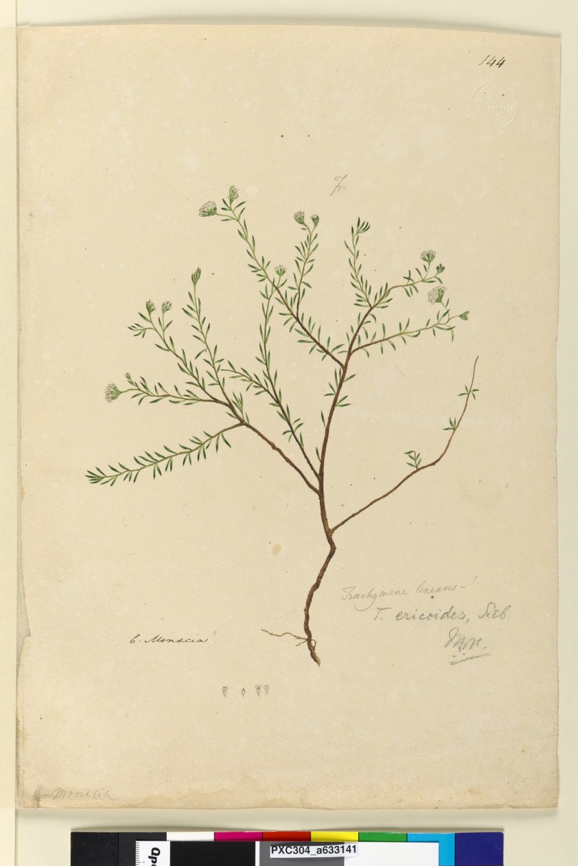 Sida 144. Trachymene linearis, c.1803-06 (wc, penna, bläck och penna) av John William Lewin