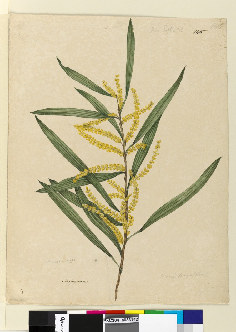 Sida 145. Acacia longifolia, c.1803-06 (wc, penna, bläck och penna) av John William Lewin