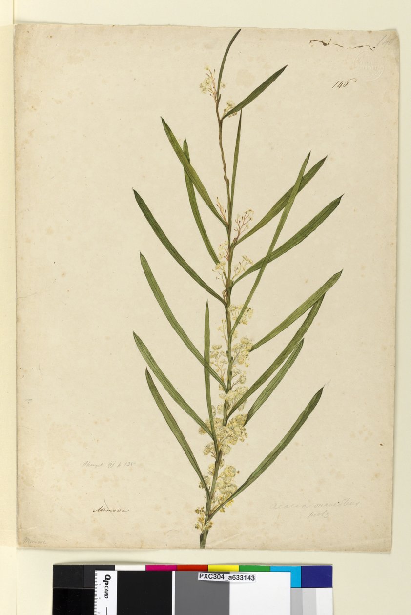 Sida 146. Acacia suaveolens, c.1803-06 (wc, penna, bläck och penna) av John William Lewin