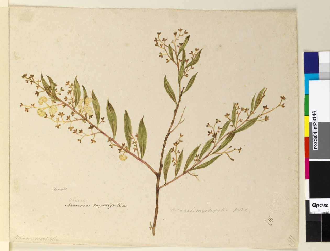 Sida 147. Acacia myrtifolia, c.1803-06 (wc, penna, bläck och penna) av John William Lewin