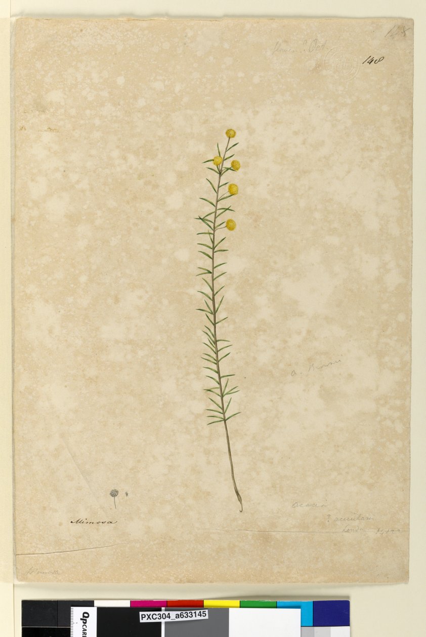 Sida 148. Acacia aciculares, c.1803-06 (akvarell, penna, bläck och penna) av John William Lewin