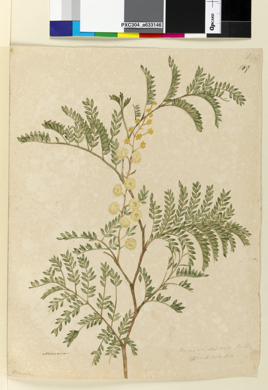 Sida 149. Acacia discolorAcacia terminalis, c.1803-06 (wc, penna, bläck och penna) av John William Lewin