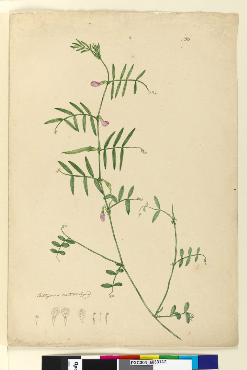 Sida 150. Lathyrus, c.1803-06 (wc, penna, bläck och penna) av John William Lewin