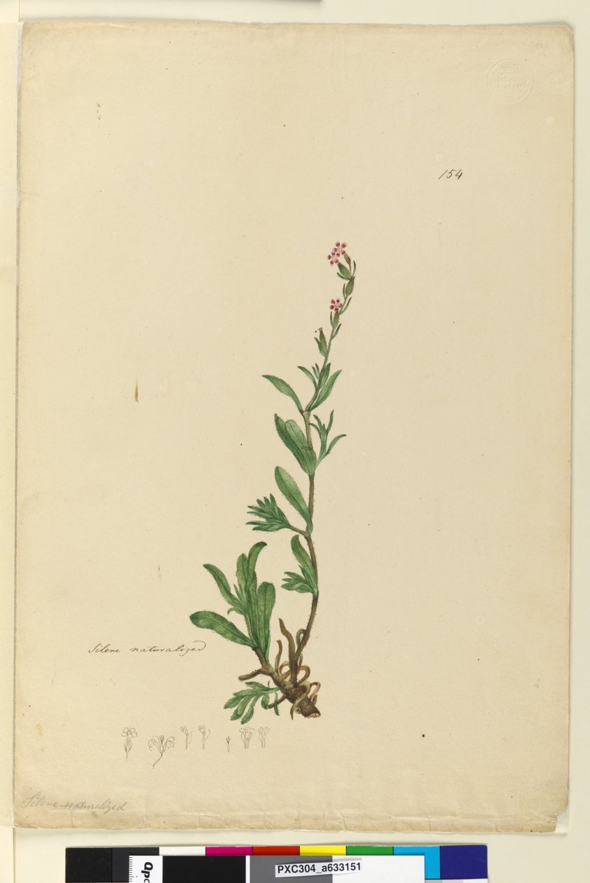 Sida 154. Silene naturaliserad, c.1803-06 (wc, penna, bläck och penna) av John William Lewin