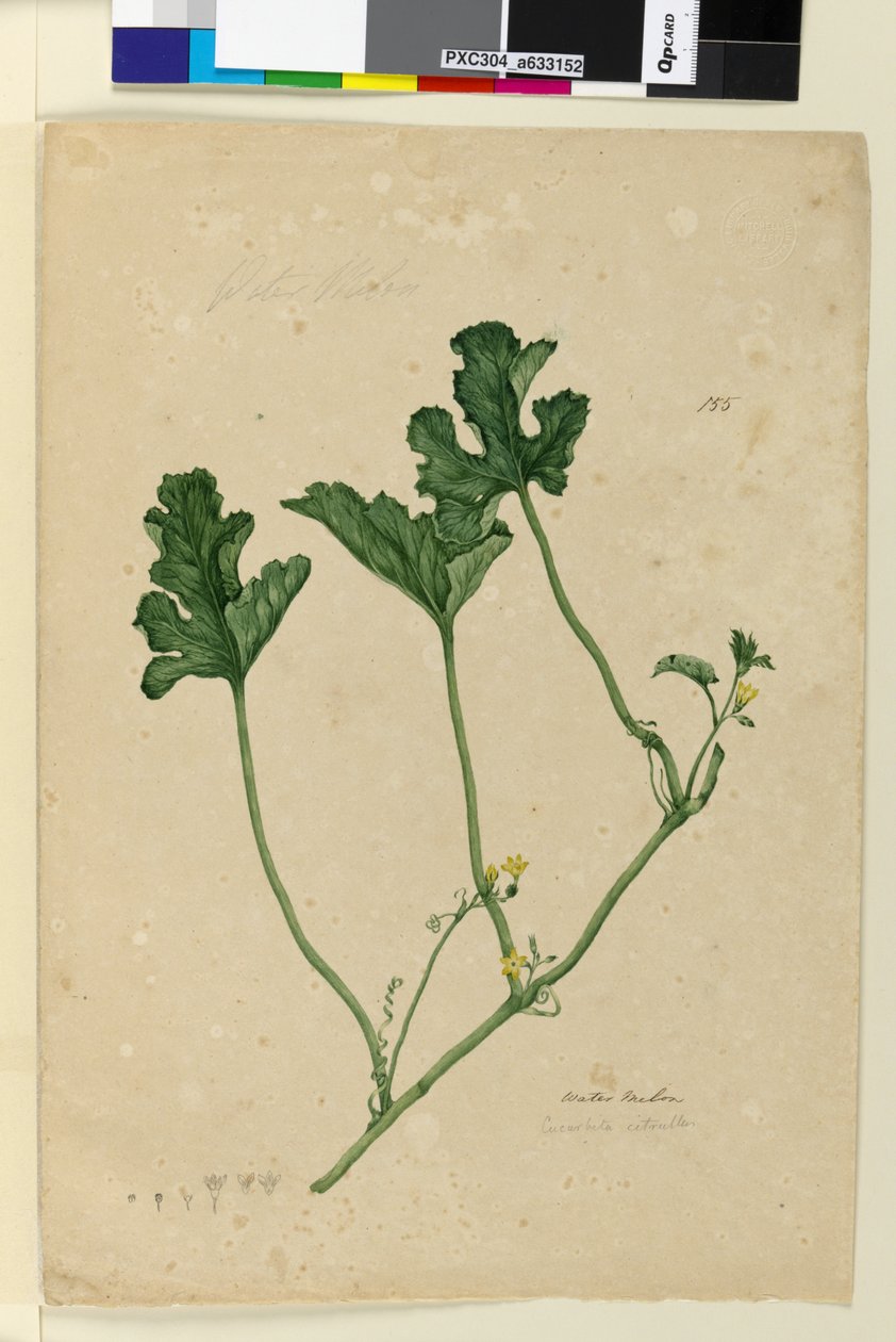 Sida 155. Vattenmelon, ca 1803-06 (wc, penna, bläck och penna) av John William Lewin