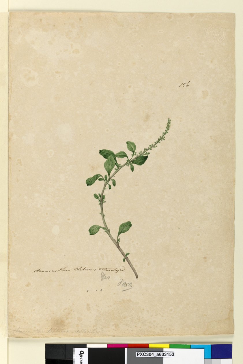 Sida 156. Amaranthus Blitum, c.1803-06 (wc, penna, bläck och penna) av John William Lewin