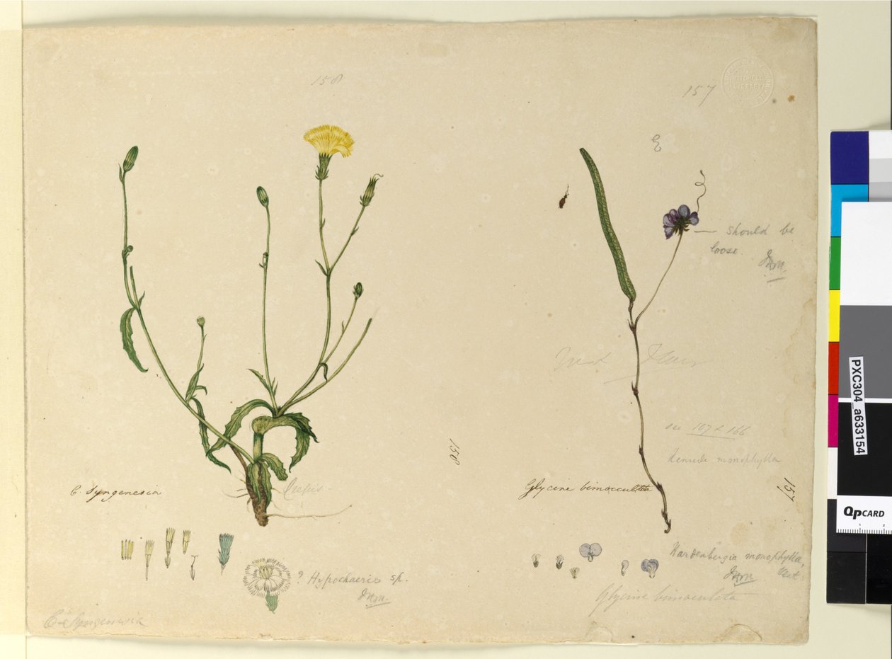Sida 157. Hardenbergia monophyllaHardenbergia violacea; 158. Hypochaeris, ca 1803-06 (wc, penna, bläck och penna) av John William Lewin