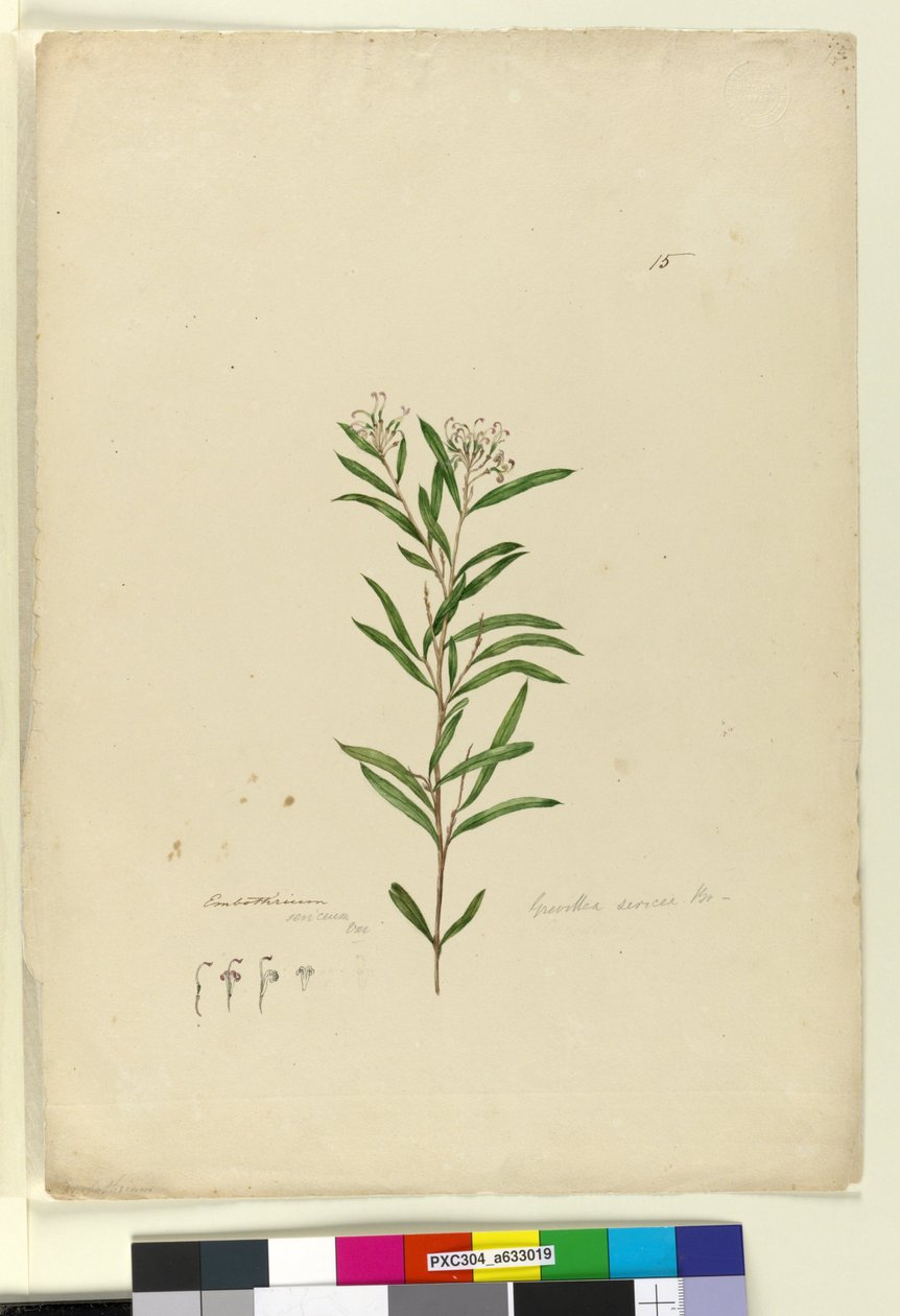 Sida 15. Grevillea sericea, c.1803-06 (wc, penna, bläck och penna) av John William Lewin