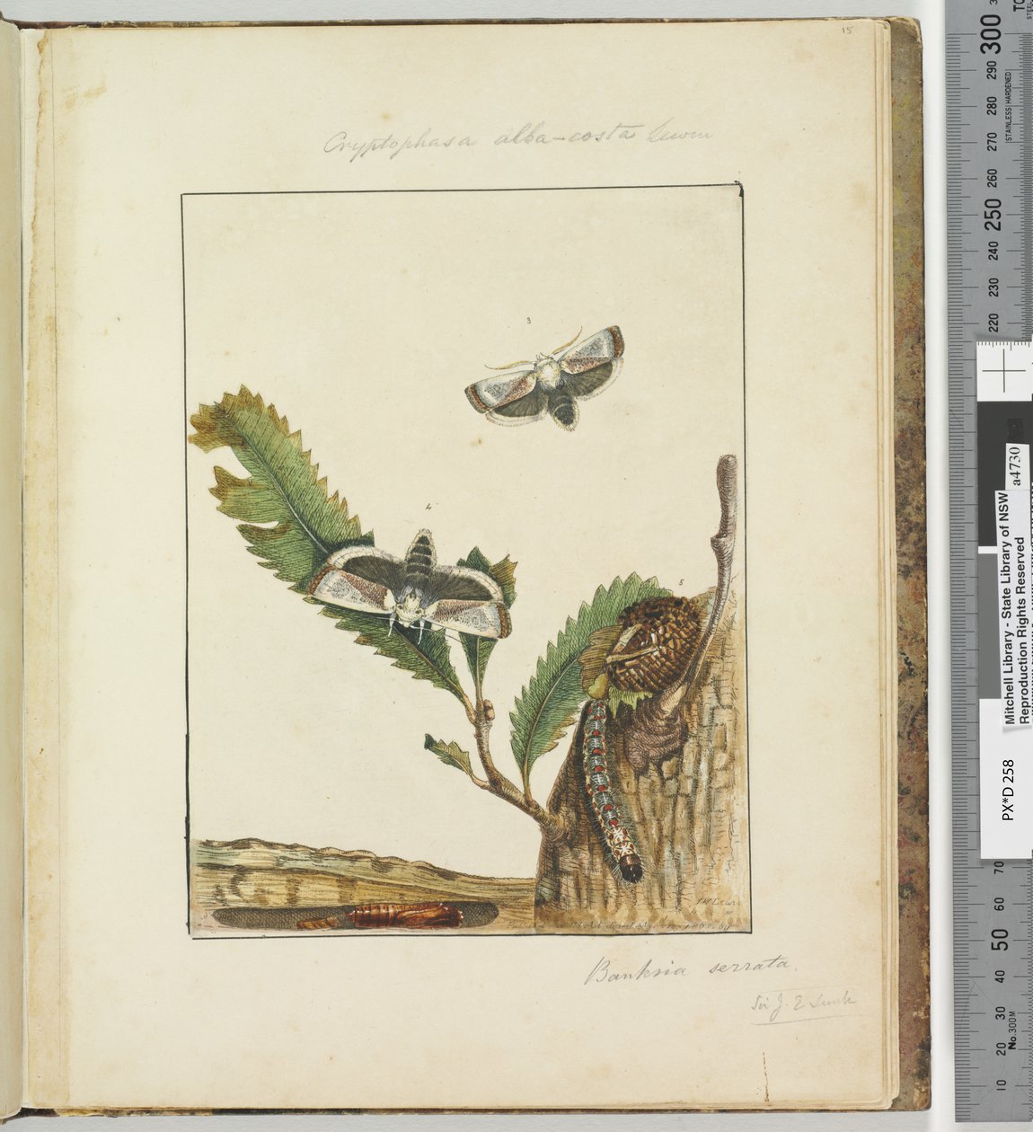Sida 15. Platta 4 Cryptophasa alba, costa Lewin, 1803-04 (handfärgade etstryck) av John William Lewin