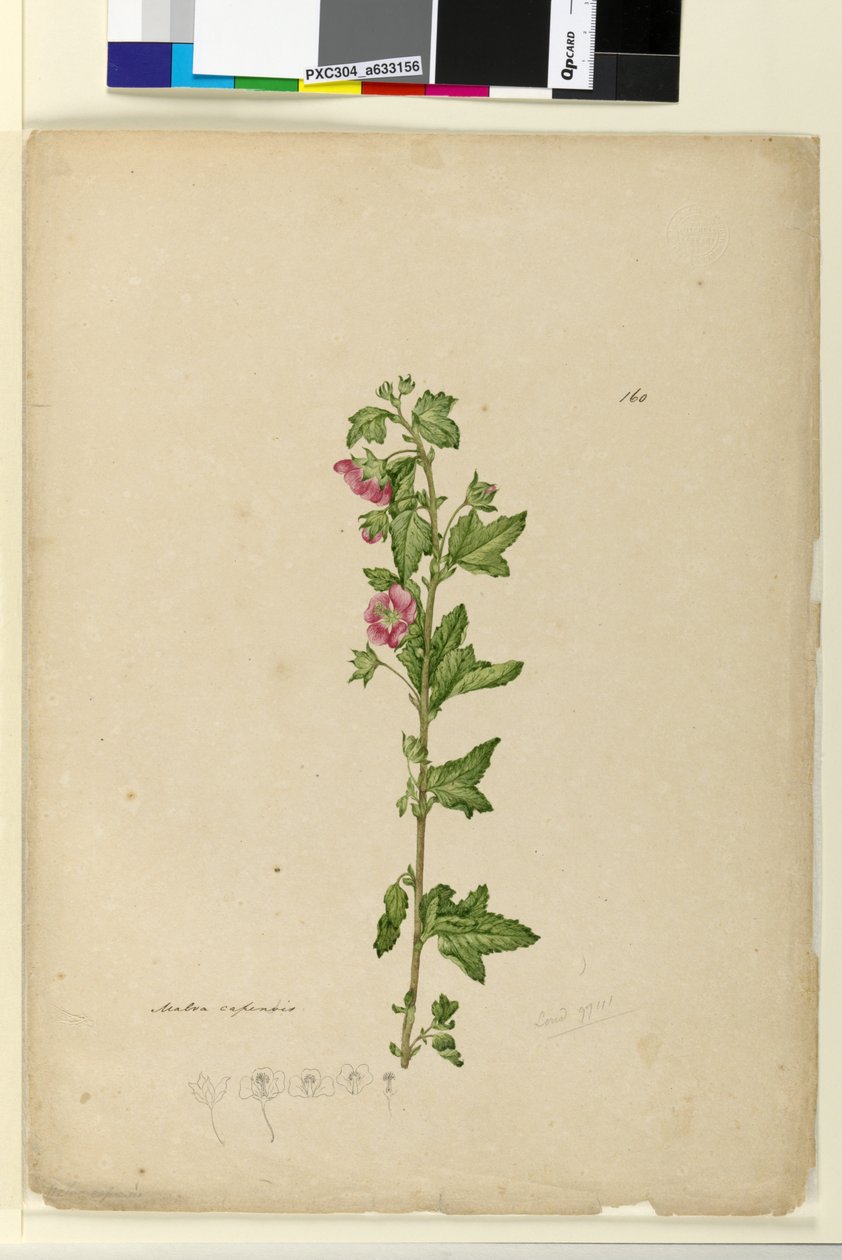 Sida 160. Malva capensis, c.1803-06 (wc, penna, bläck och penna) av John William Lewin