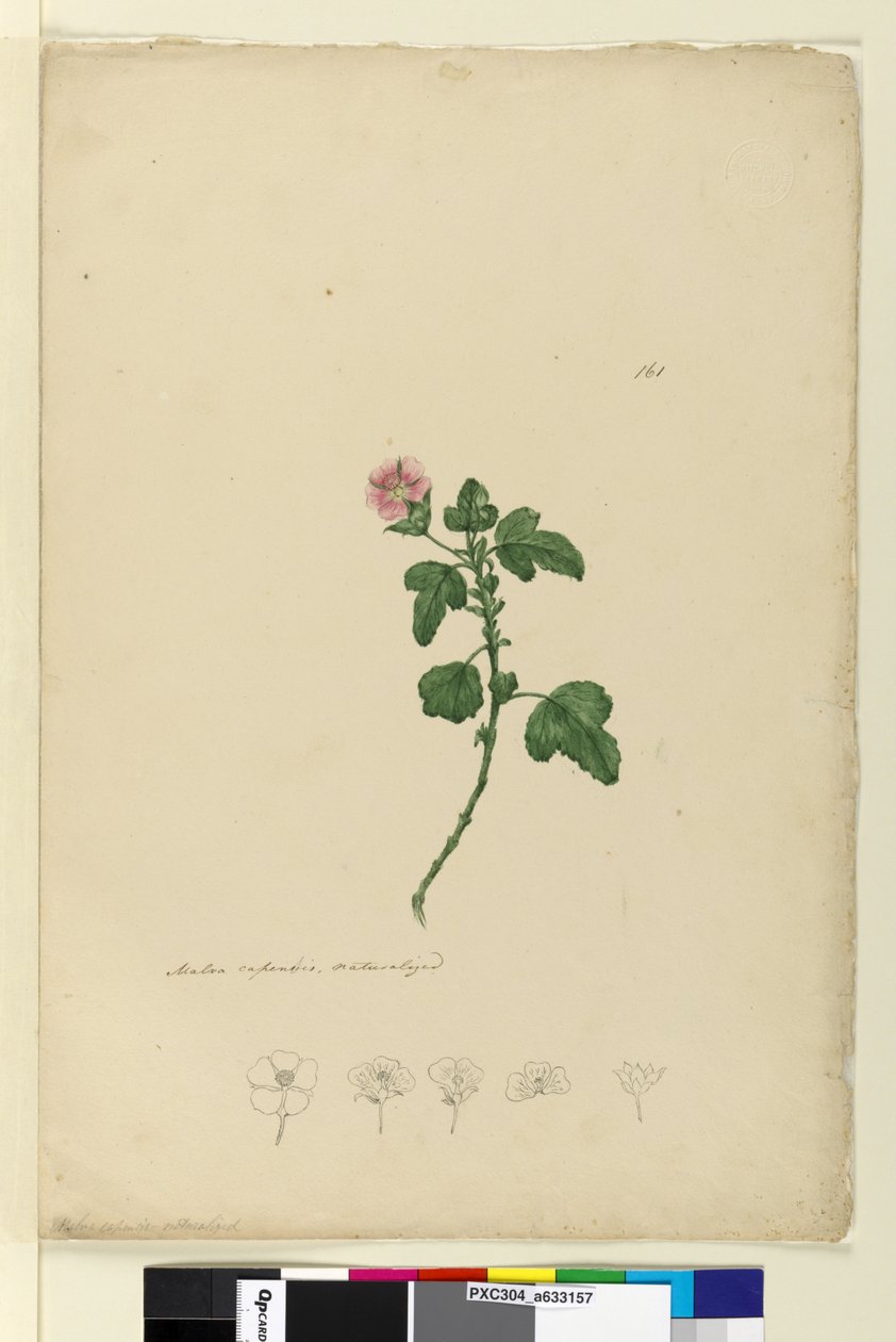Sida 161. Malva capensis, c.1803-06 (wc, penna, bläck och penna) av John William Lewin