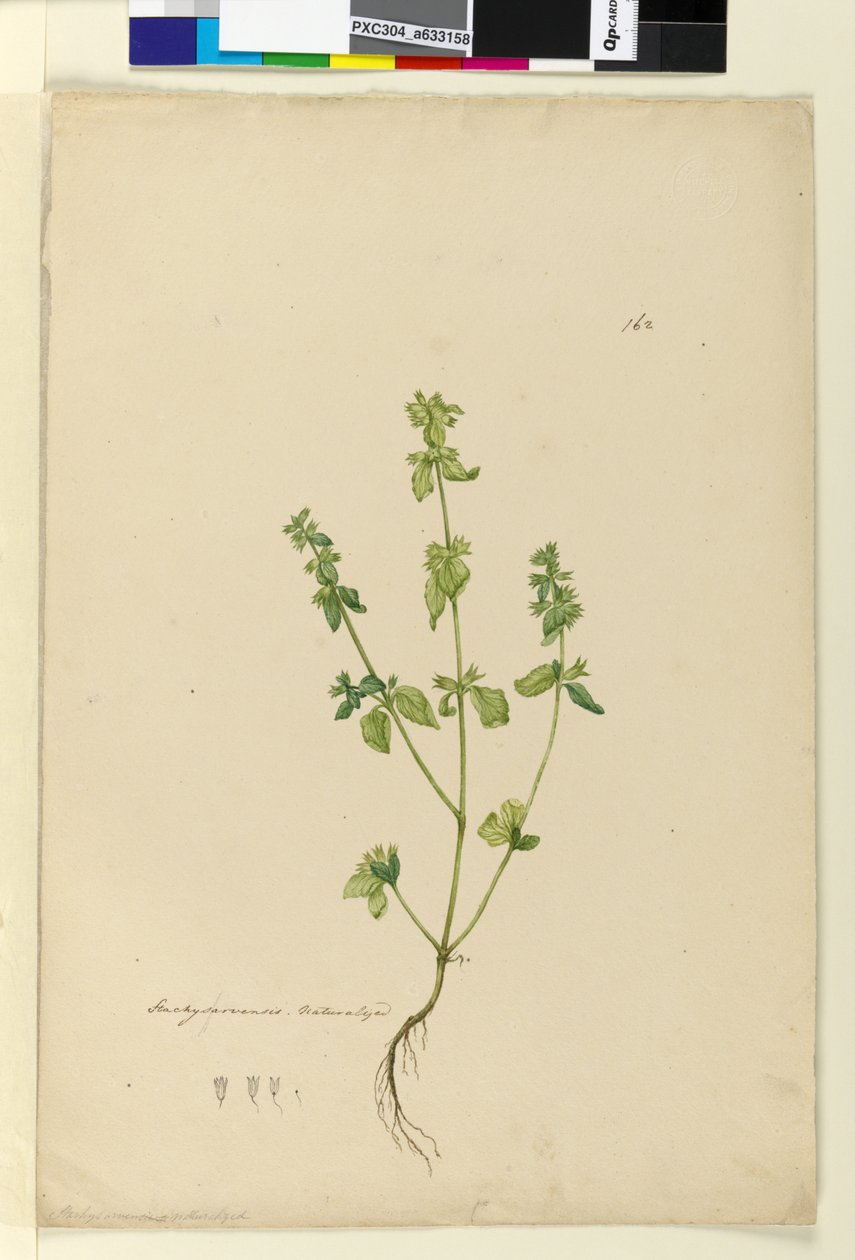 Sida 162. Stachys arvensis, c.1803-06 (wc, penna, bläck och penna) av John William Lewin