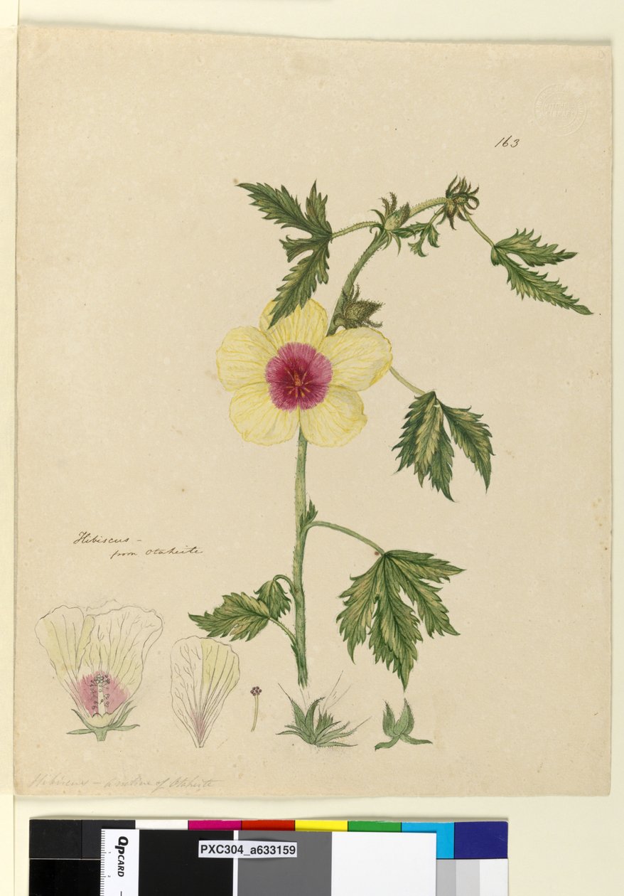 Sida 163. Hibiscus, c.1803-06 (wc, penna, bläck och penna) av John William Lewin