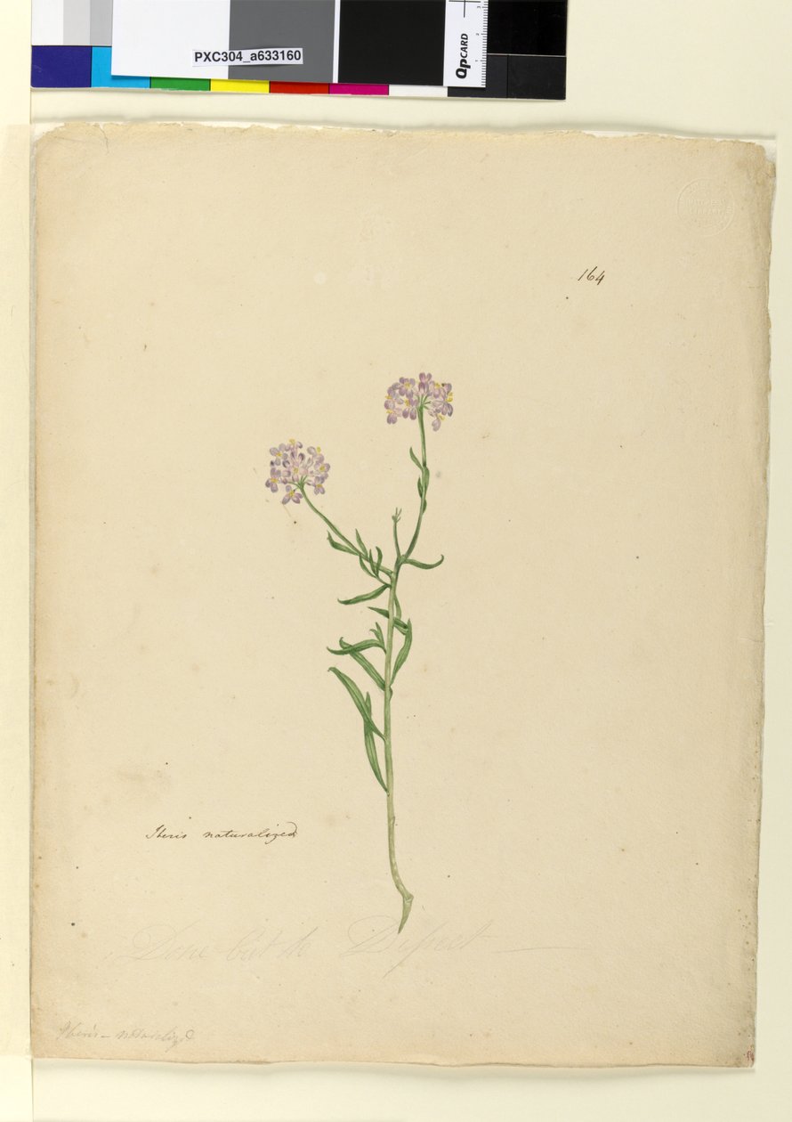 Sida 164. Iberis naturaliserad, c.1803-06 (wc, penna, bläck och penna) av John William Lewin