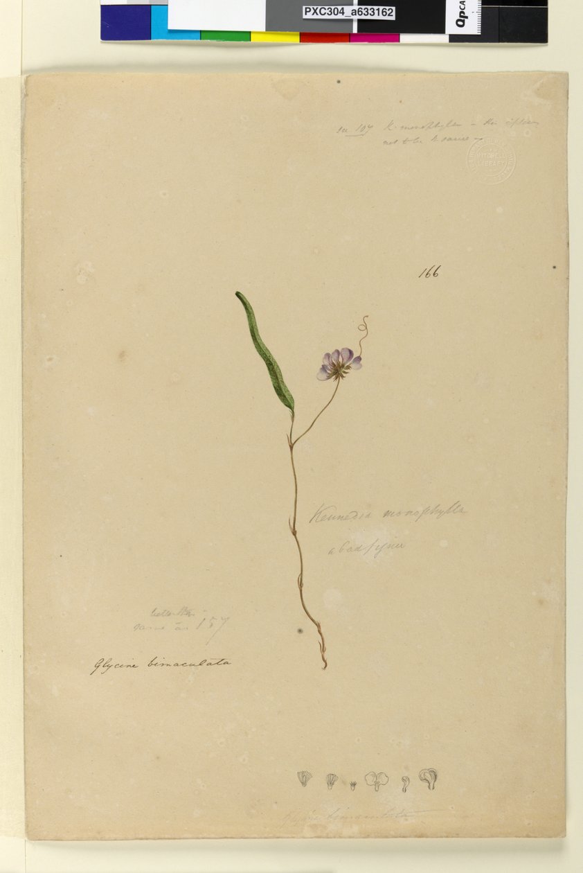 Sida 166. Kennedia monophyllaHardenbergia violacea, c.1803-06 (wc, penna, bläck och penna) av John William Lewin