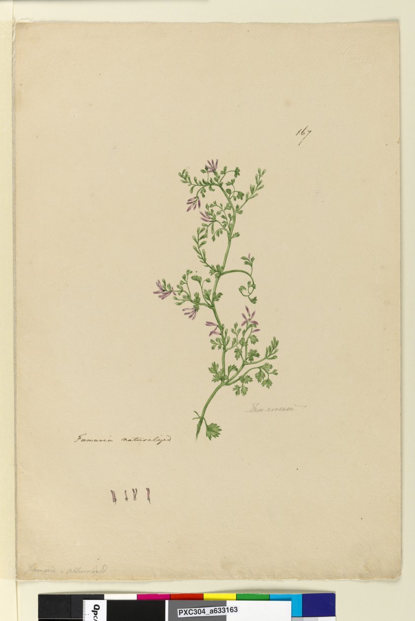 Sida 167. Fumaria naturaliserad, c.1803-06 (wc, penna, bläck och penna) av John William Lewin