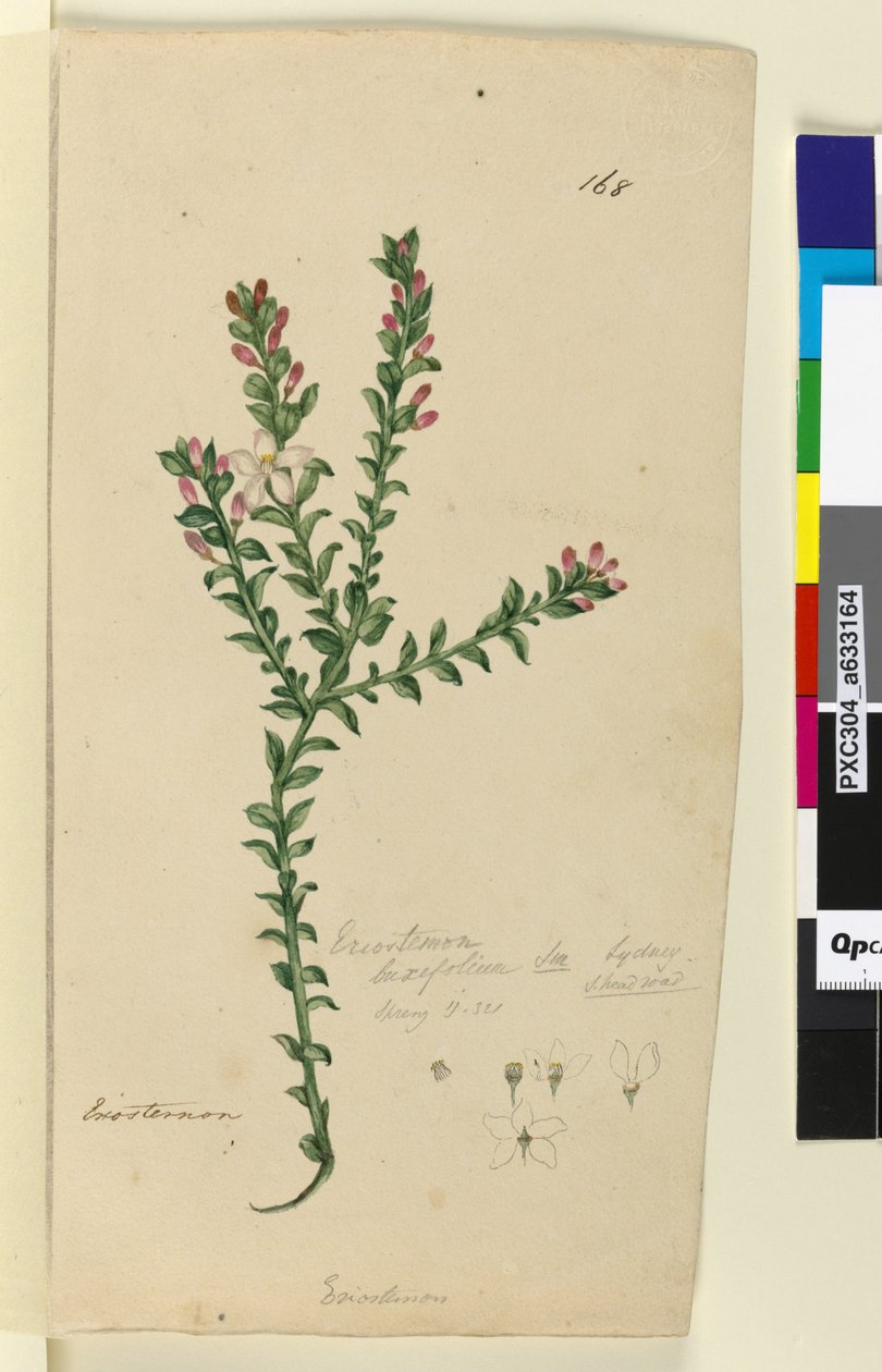 Sida 168. Eriostemon buxifolium, c.1803-06 (wc, penna, bläck och penna) av John William Lewin