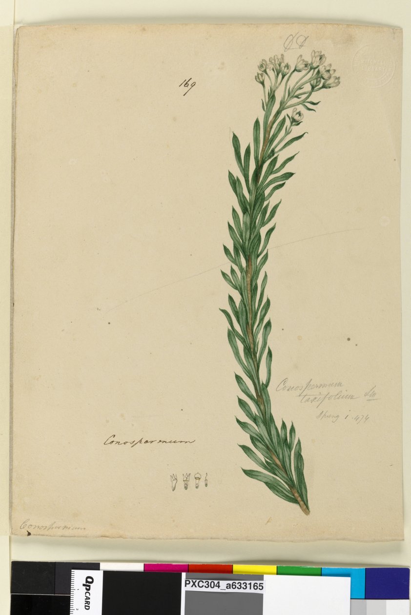 Sida 169. Conospermum taxifolium, c.1803-06 (wc, penna, bläck och penna) av John William Lewin