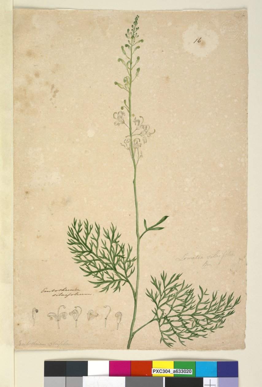 Sida 16. Lomatia silaifolia, c.1803-06 (wc, penna, bläck och penna) av John William Lewin