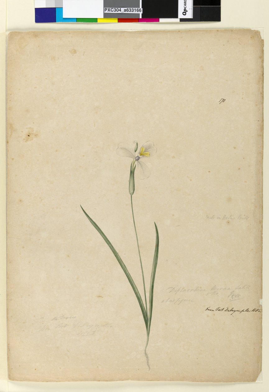 Sida 170. Diplarrhena moraea, c.1803-06 (wc, penna, bläck och penna) av John William Lewin