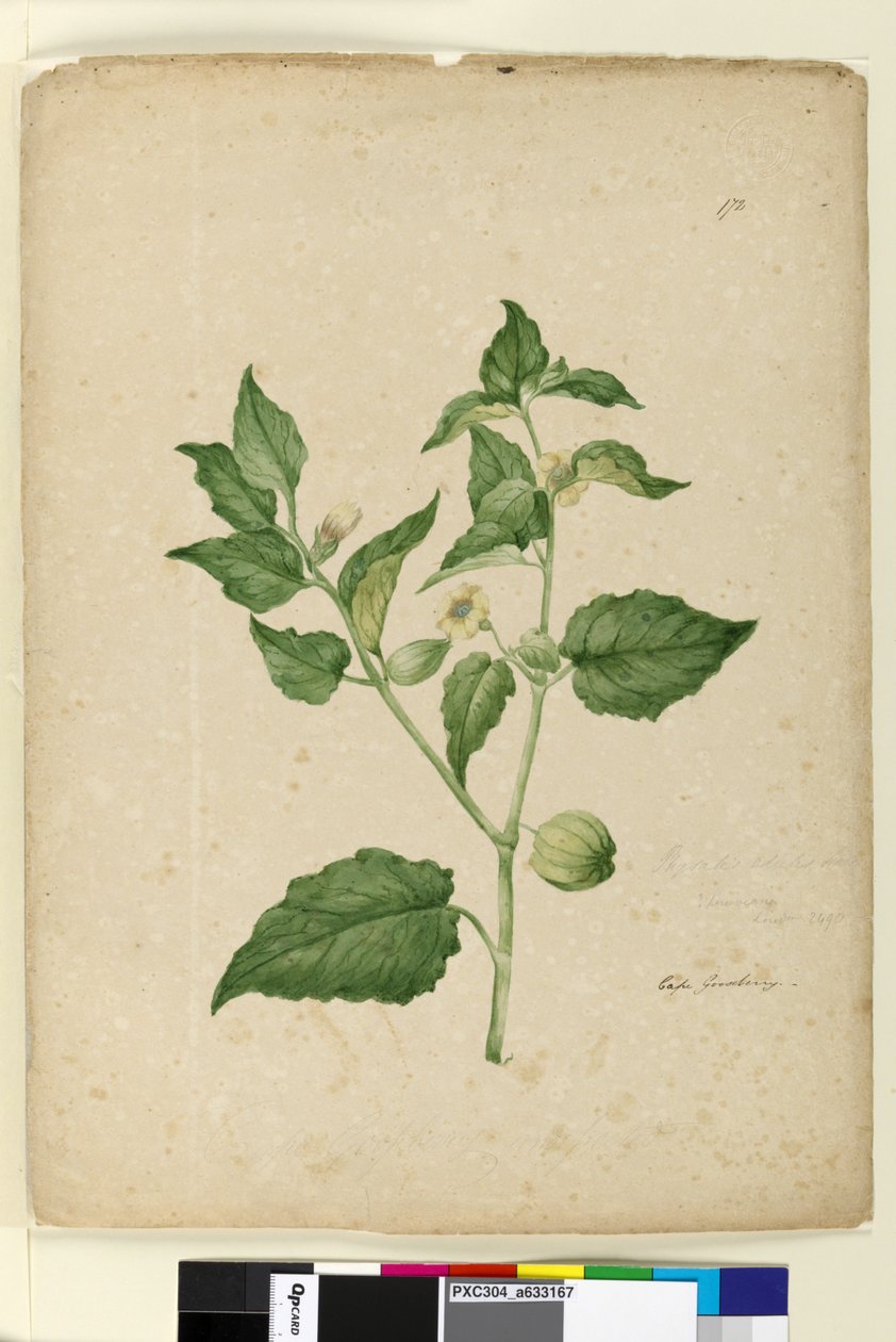Sida 172. Physalis edulis, c.1803-06 (wc, penna, bläck och penna) av John William Lewin