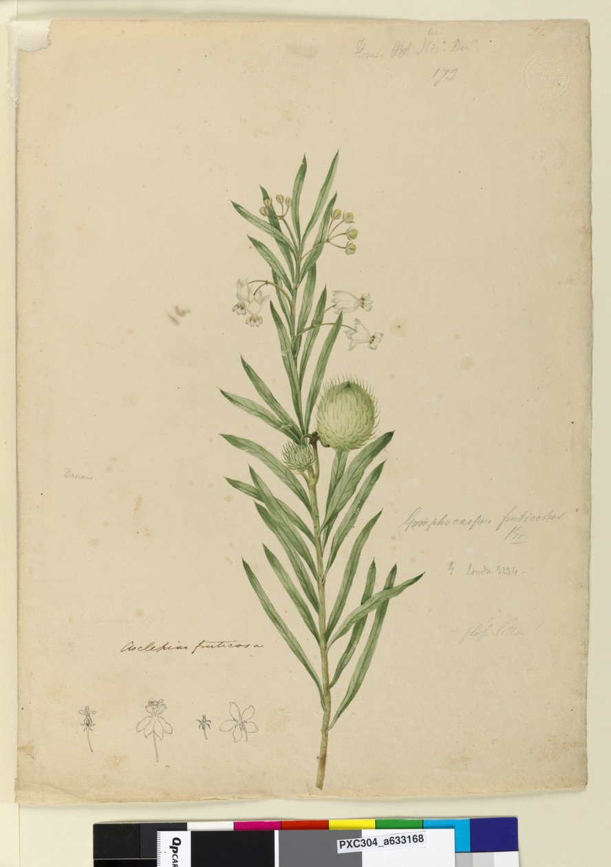 Sida 173. Asclepias fruticosa, c.1803-06 (wc, penna, bläck och penna) av John William Lewin