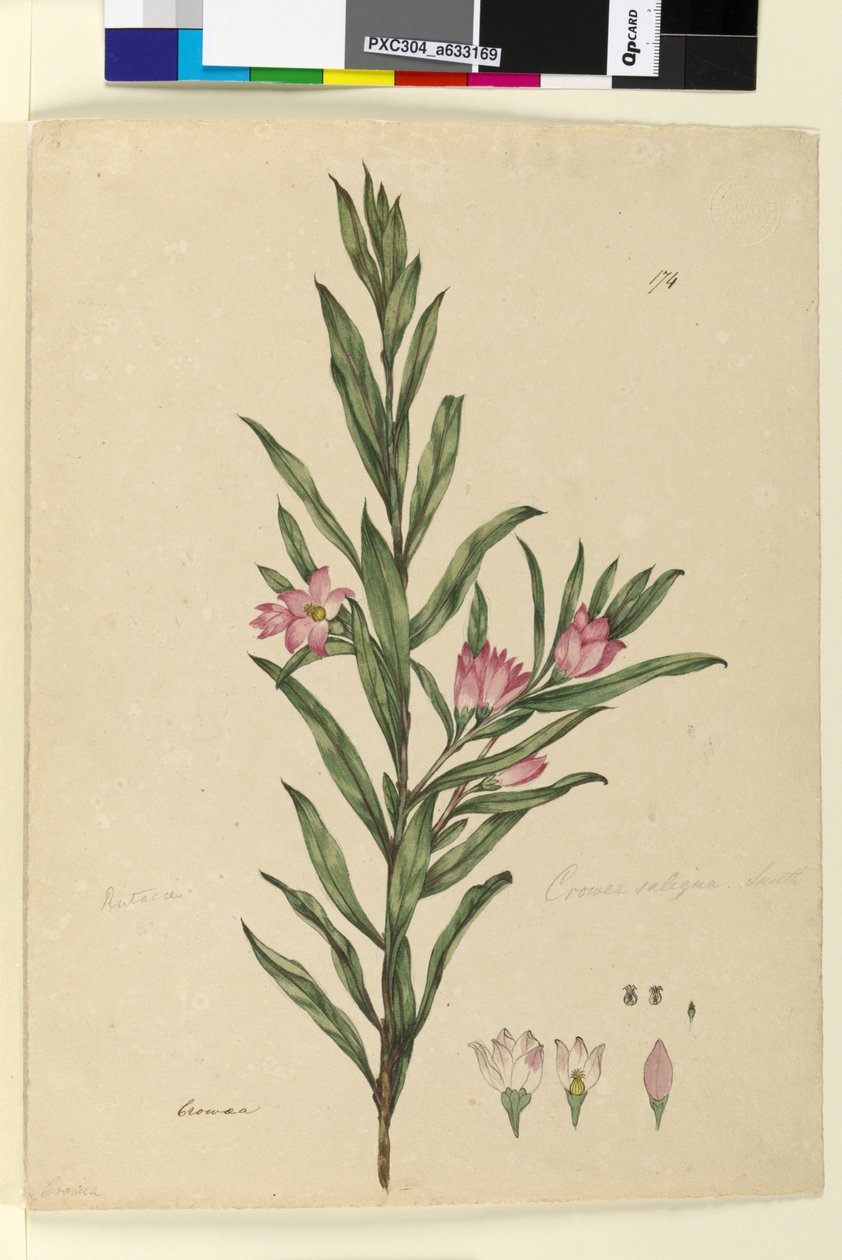 Sida 174. Crowea saligna, c.1803-06 (wc, penna, bläck och penna) av John William Lewin