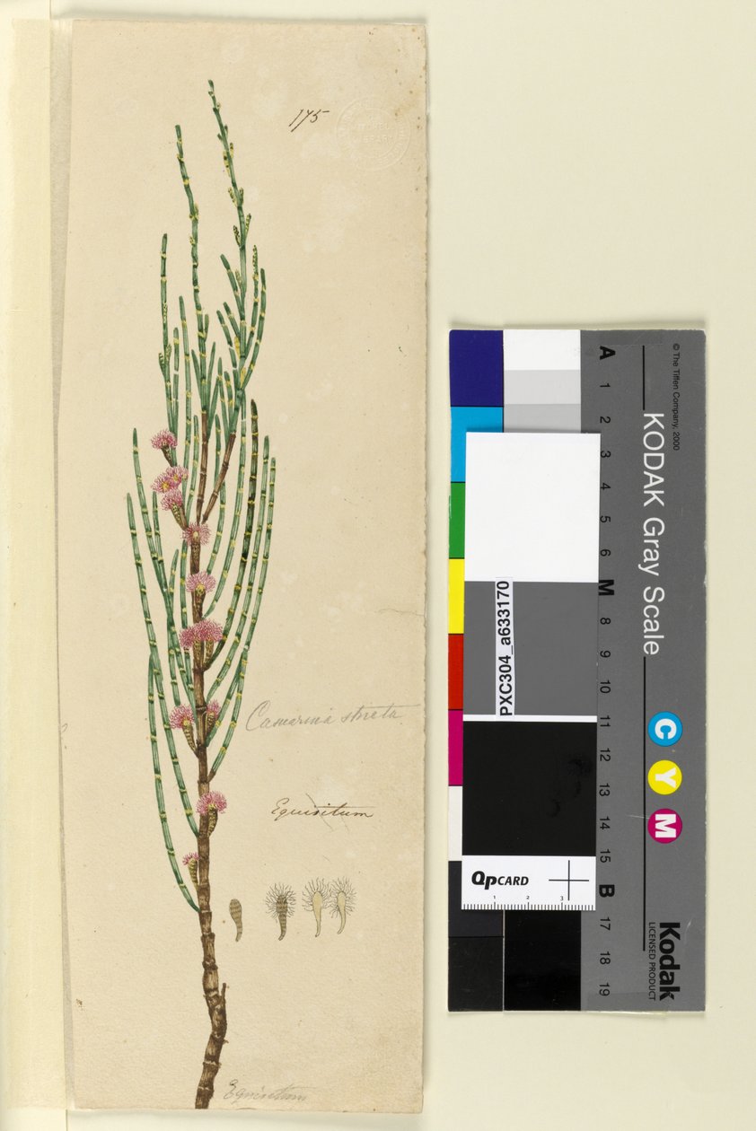 Sida 175. Casuarina stricta Allocasuarina verticillata, c.1803-06 (wc, penna, bläck och penna) av John William Lewin