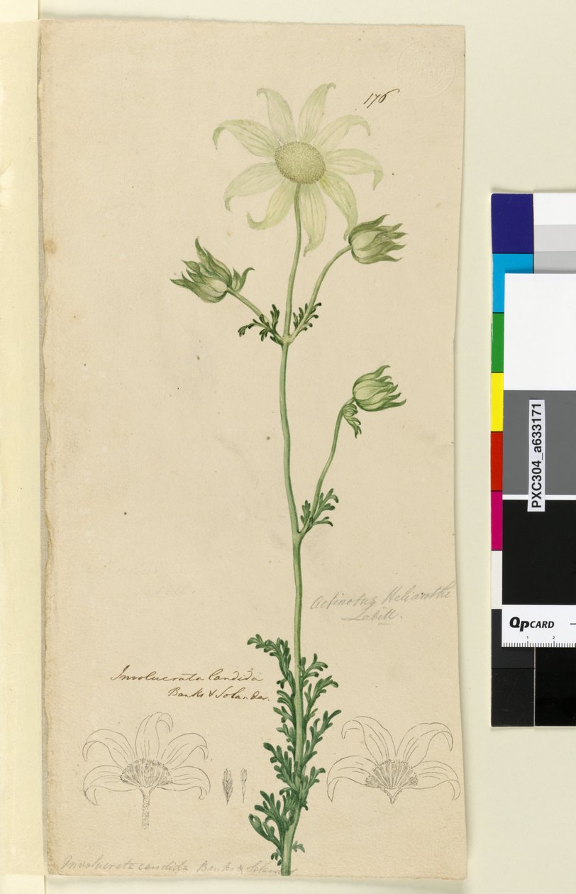 Sida 176. Actinotus Helianthe, c.1803-06 (wc, penna, bläck och penna) av John William Lewin
