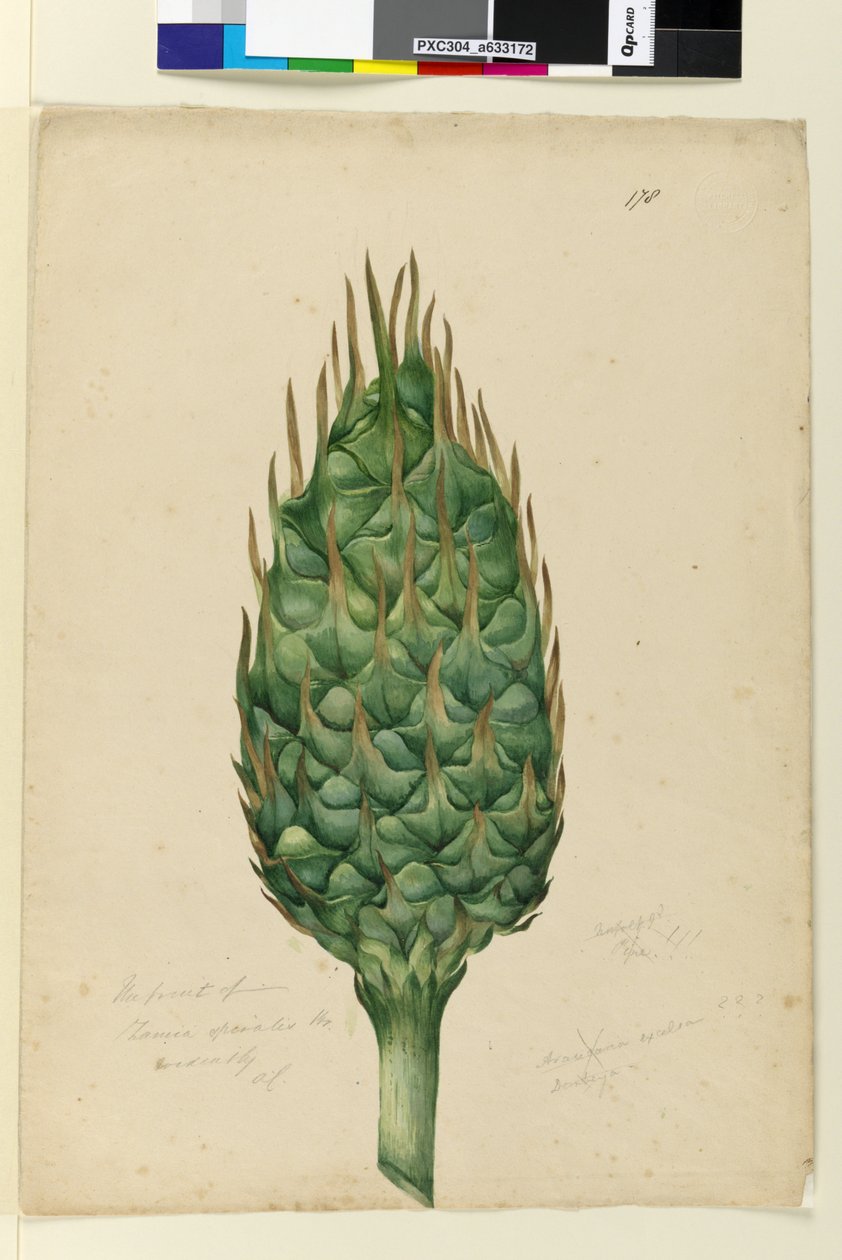Sida 178. Frukten av Zamia spiralis, ca 1803-06 (wc, penna, bläck och penna) av John William Lewin