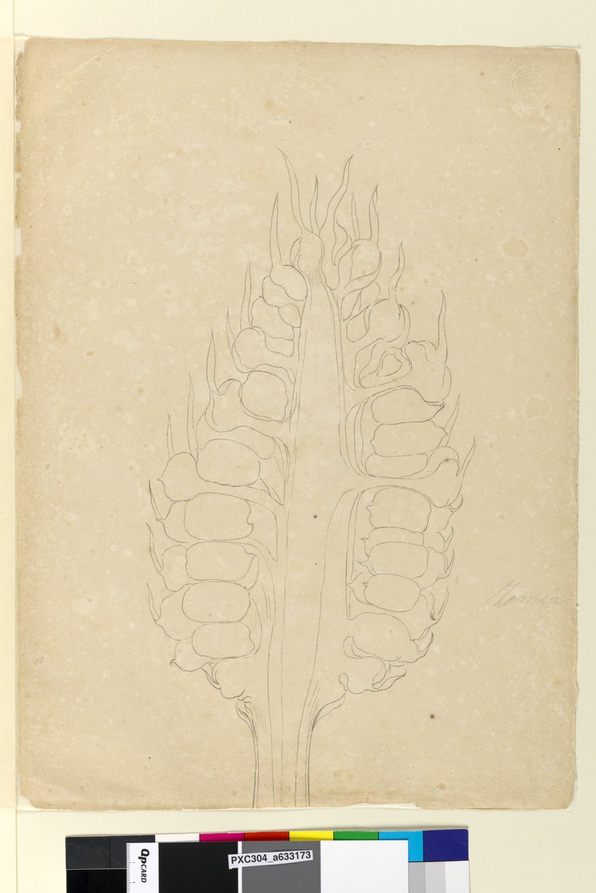 Sida 178a. Zamia, ca 1803-06 (wc, penna, bläck och penna) av John William Lewin