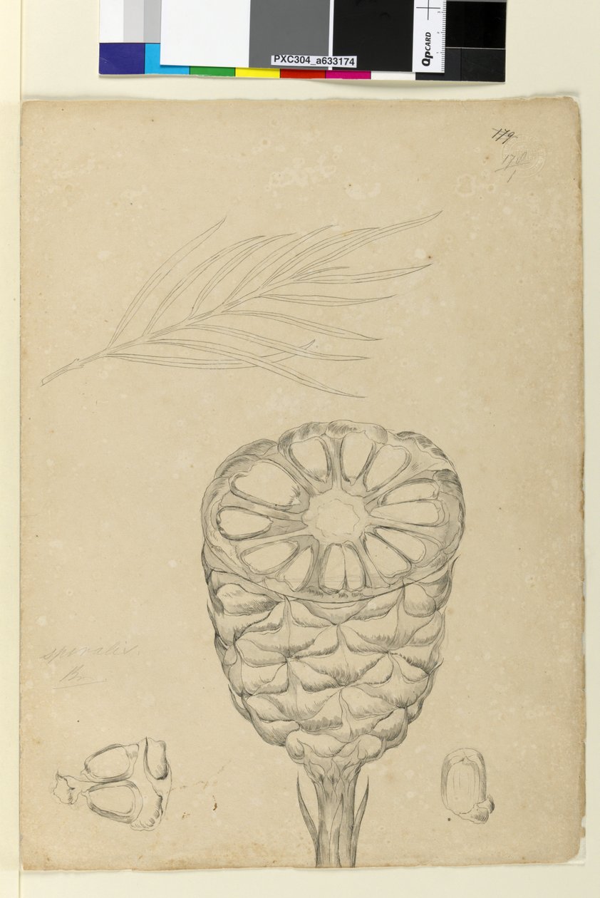 Sida 178b. Spiralis, ca 1803-06 (wc, penna, bläck och penna) av John William Lewin