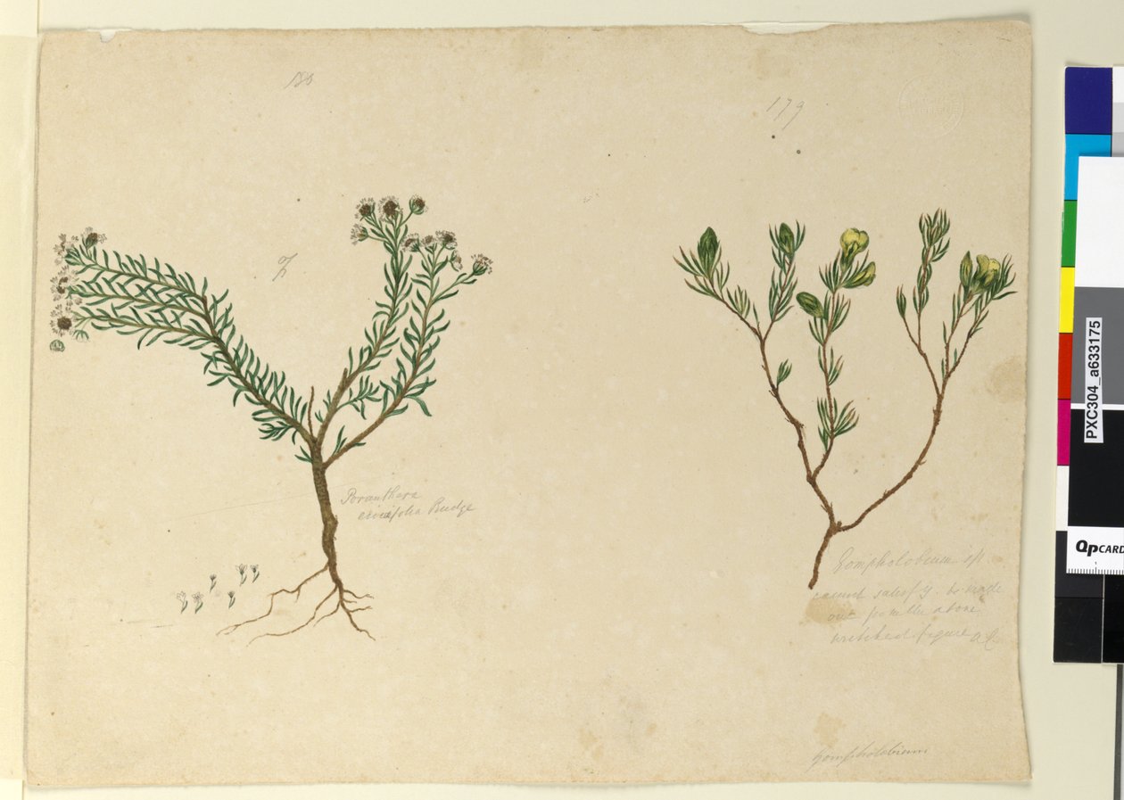 Sida 179. Gompholobium; 180. Poranthera ericafolia, c.1803-06 (wc, penna, bläck och penna) av John William Lewin