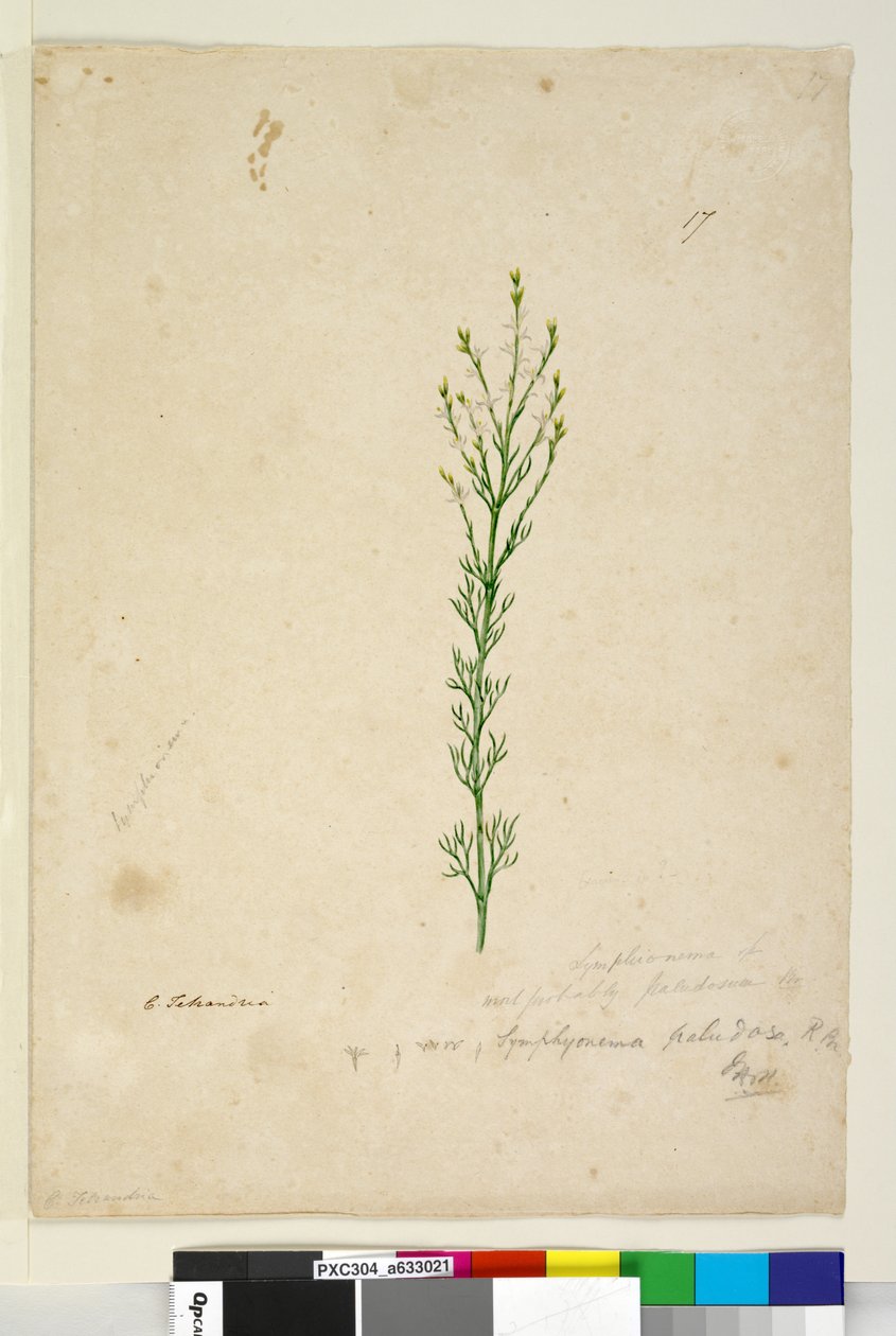 Sida 17. Symphionema paludosum, c.1803-06 (wc, penna, bläck och penna) av John William Lewin