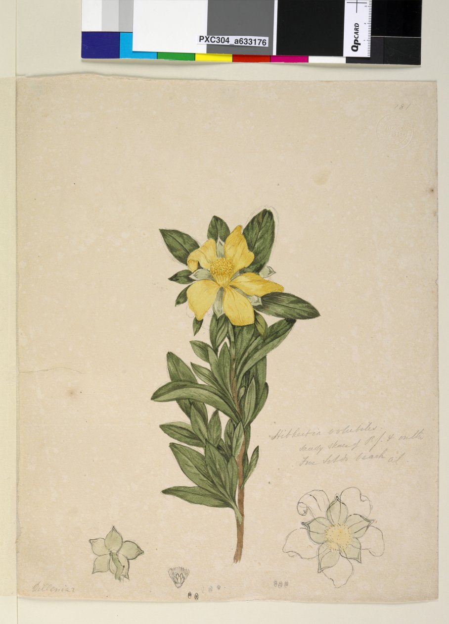 Sida 181. Hibbertia volubilis Hibbertia scandens, c.1803-06 (wc, penna, bläck och penna) av John William Lewin