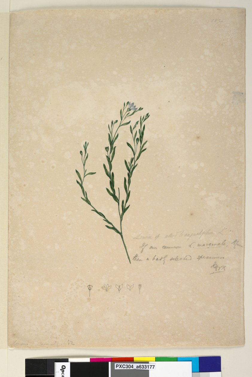 Sida 182. Linum sp allied till augustifolium, c.1803-06 (wc, penna, bläck och penna) av John William Lewin
