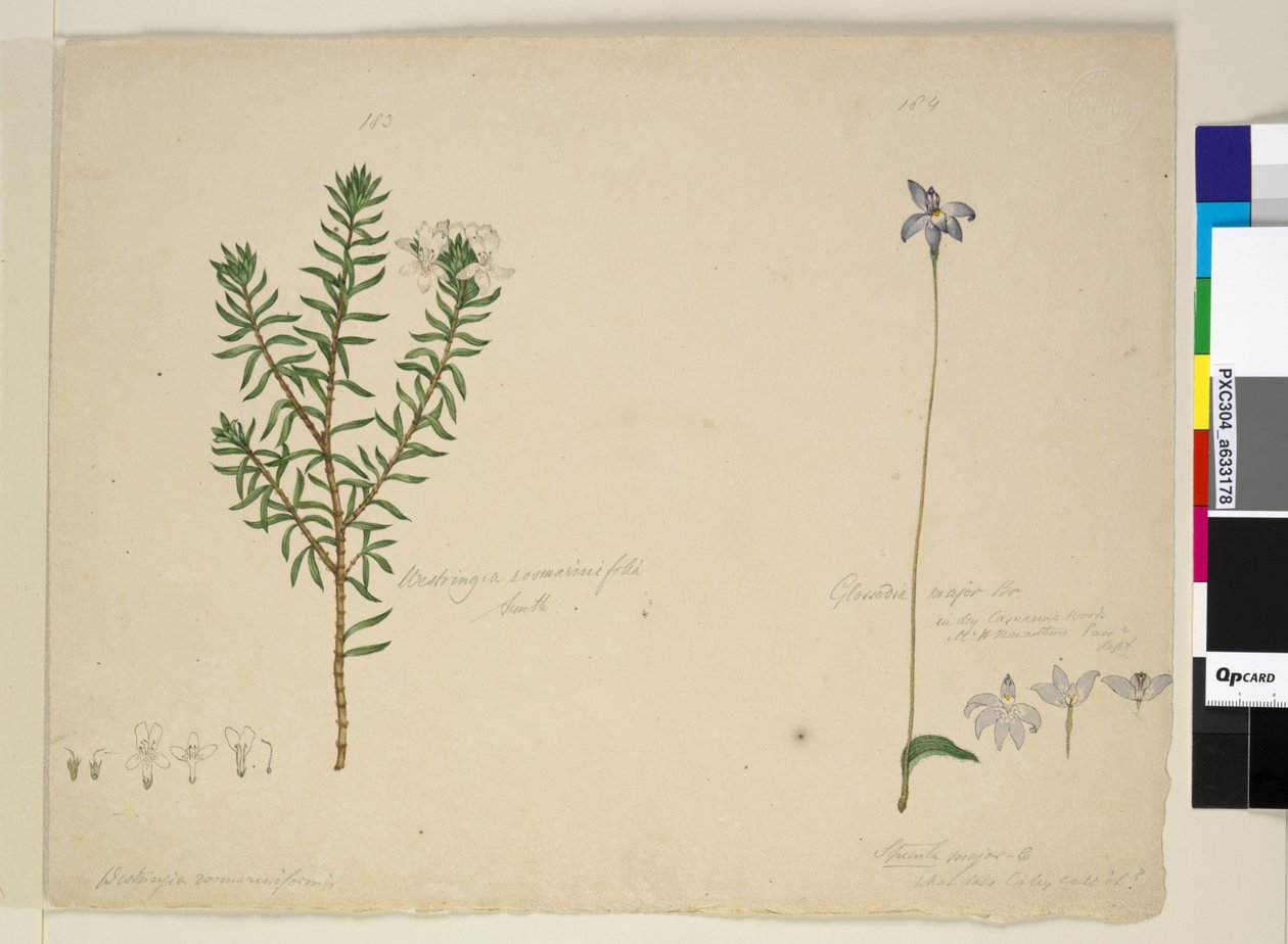 Sida 183. Westringia rosmarinifolia Westringia fruiticosa; 184. Glossodia major, c.1803-06 (wc, penna, bläck och penna) av John William Lewin