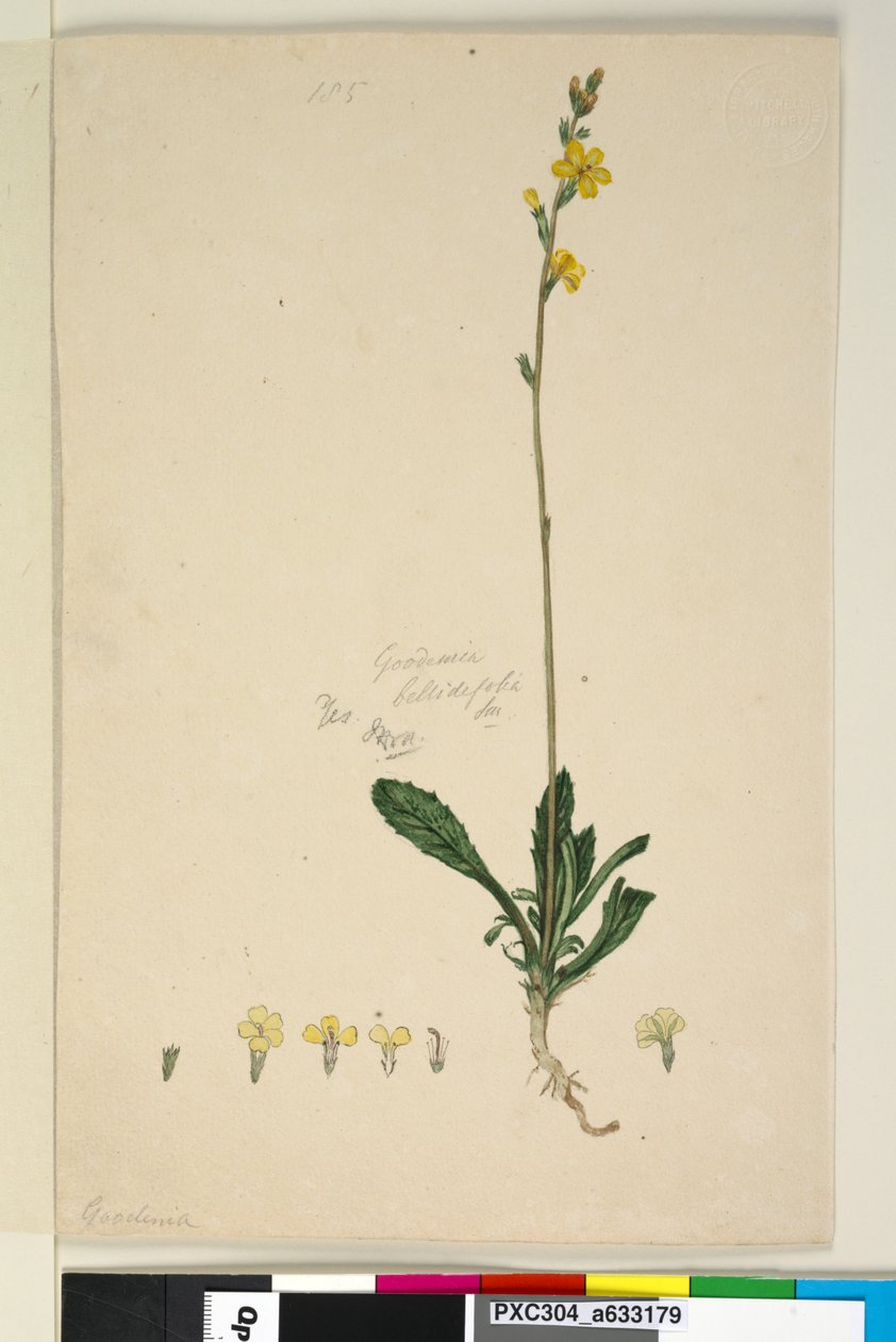 Sida 185. Goodenia bellidifolia, c.1803-06 (wc, penna, bläck och penna) av John William Lewin