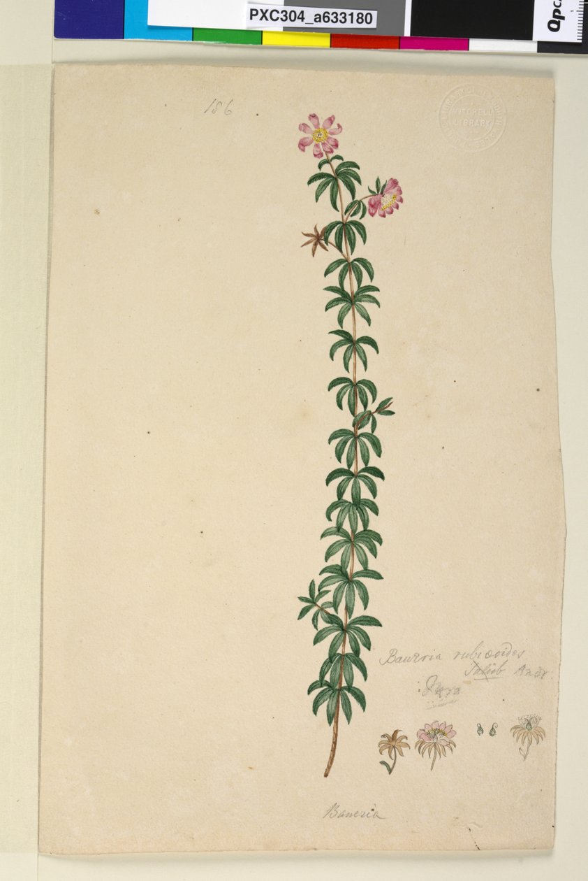 Sida 186. Bauera rubioides, c.1803-06 (wc, penna, bläck och penna) av John William Lewin