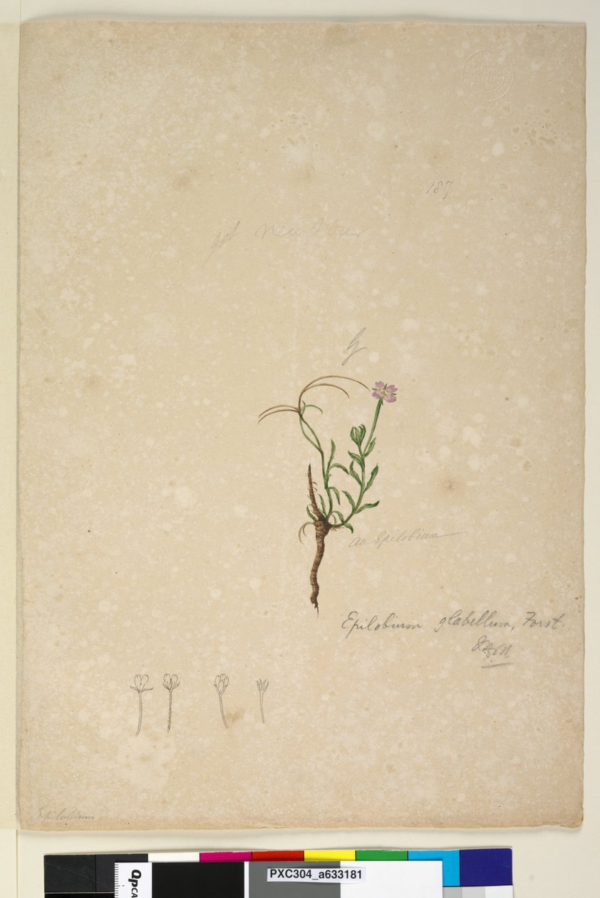 Sida 187. Epilobium glabellum, c.1803-06 (wc, penna, bläck och penna) av John William Lewin