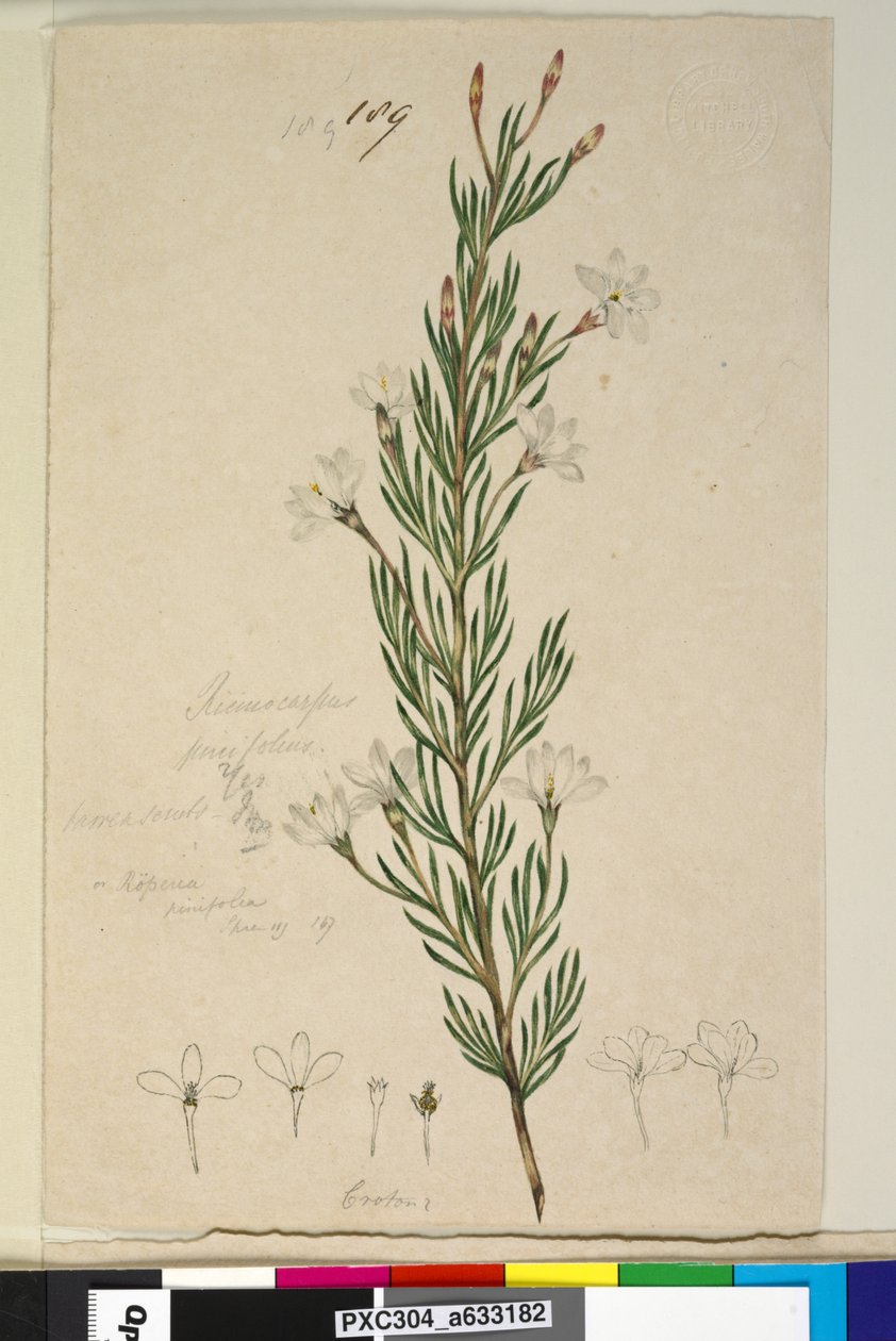 Sida 189. Ricinocarpus pinifolius, c.1803-06 (wc, penna, bläck och penna) av John William Lewin