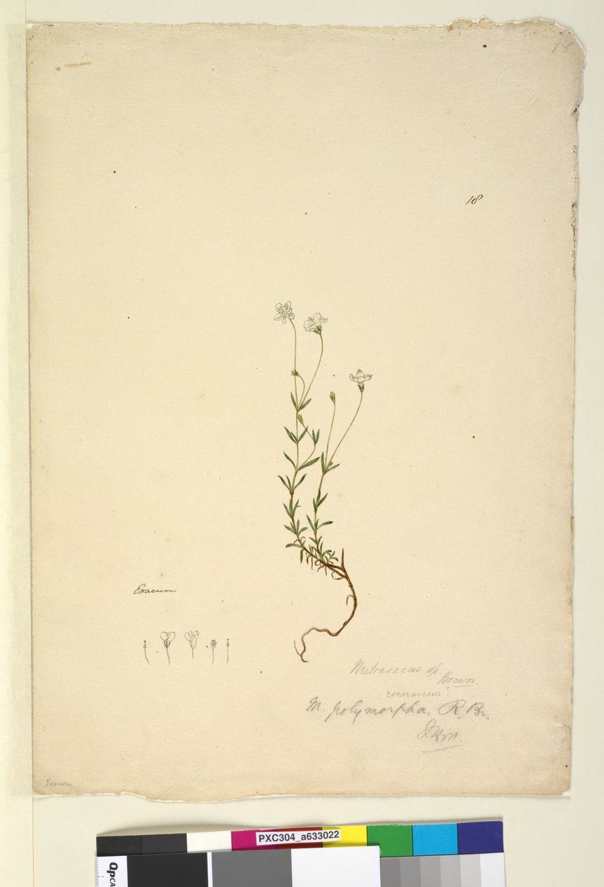 Sida 18. Mitrasacme polymorpha, c.1803-06 (wc, penna, bläck och penna) av John William Lewin