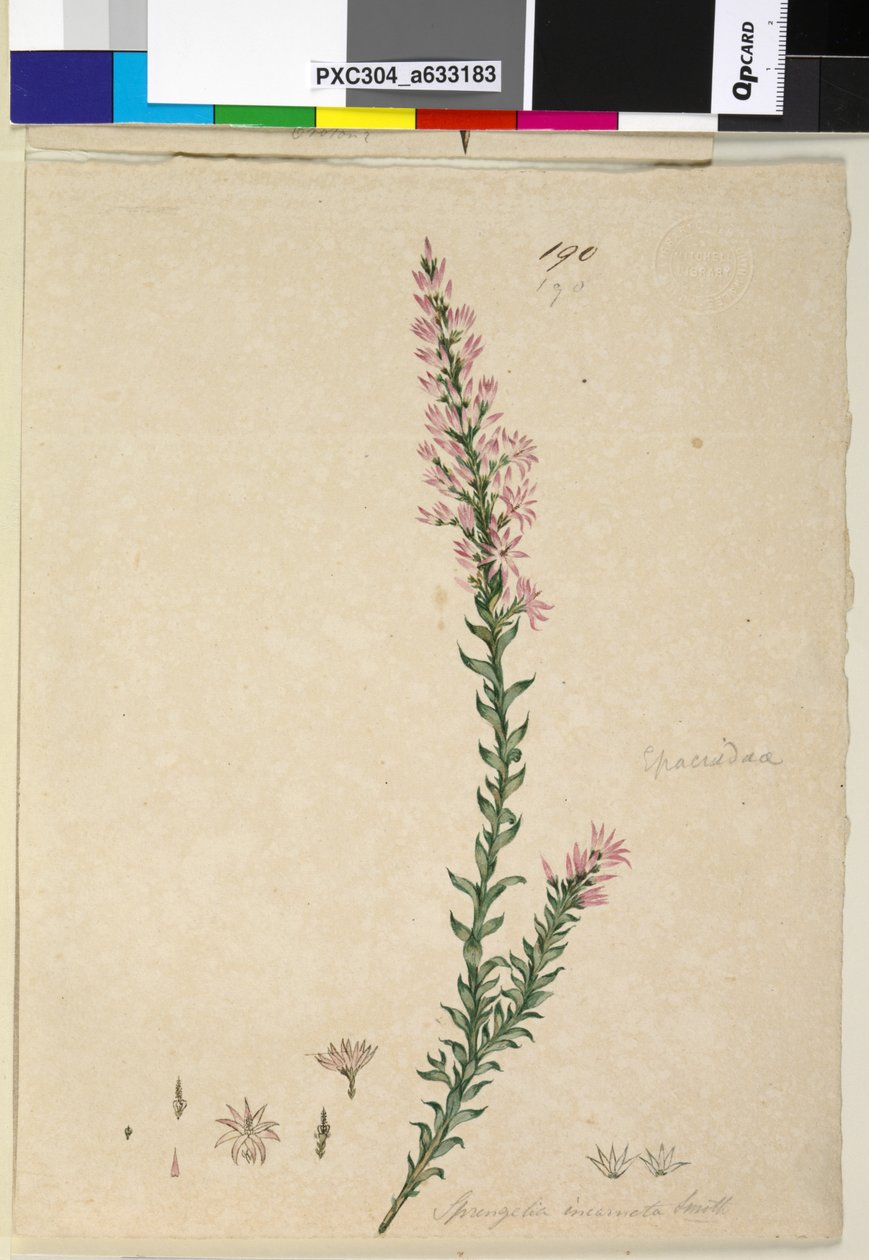 Sida 190. Sprengelia incarnata, c.1803-06 (wc, penna, bläck och penna) av John William Lewin